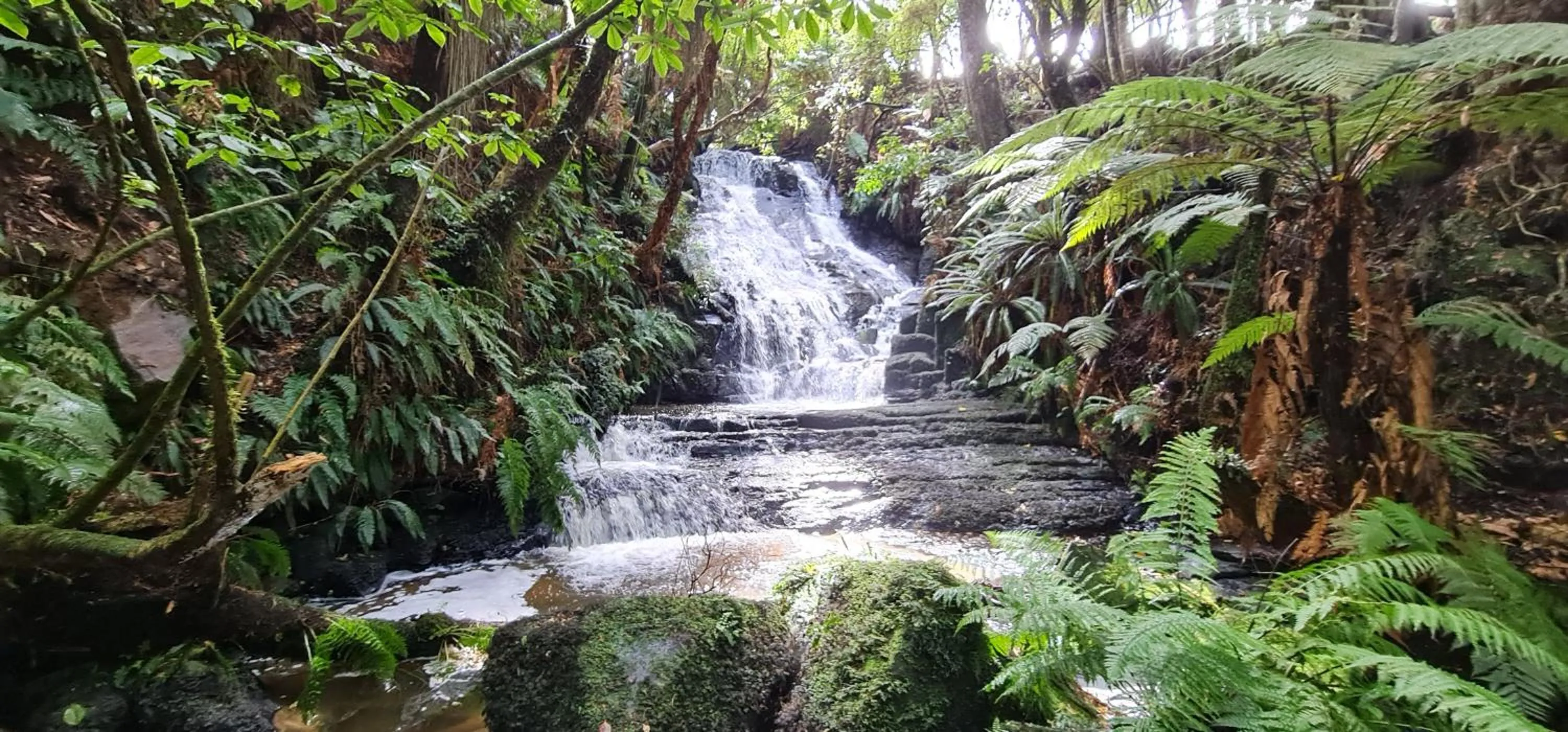 Off site in Mohua Park - Catlins Eco Accommodation