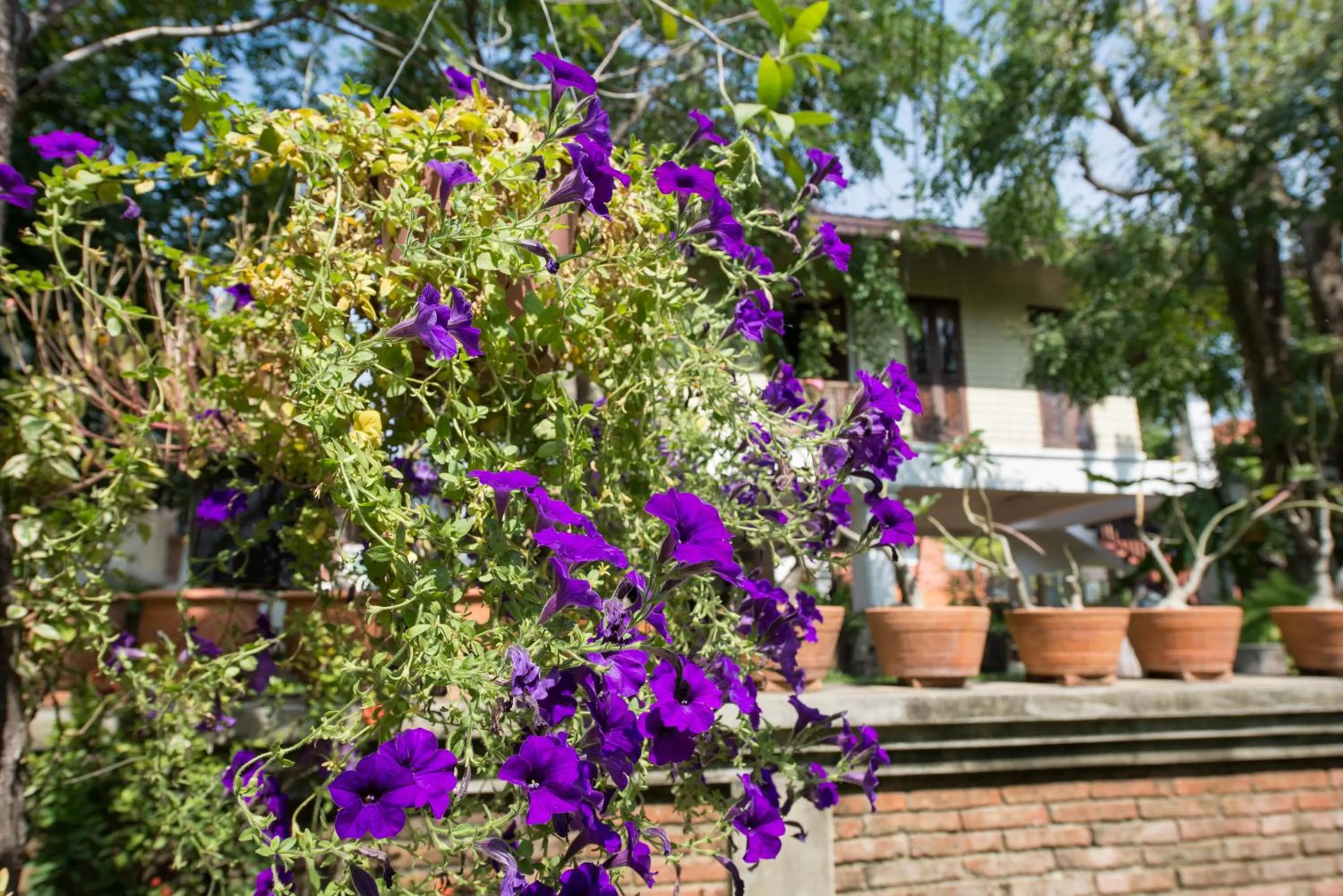 Garden in Phuttal Residence