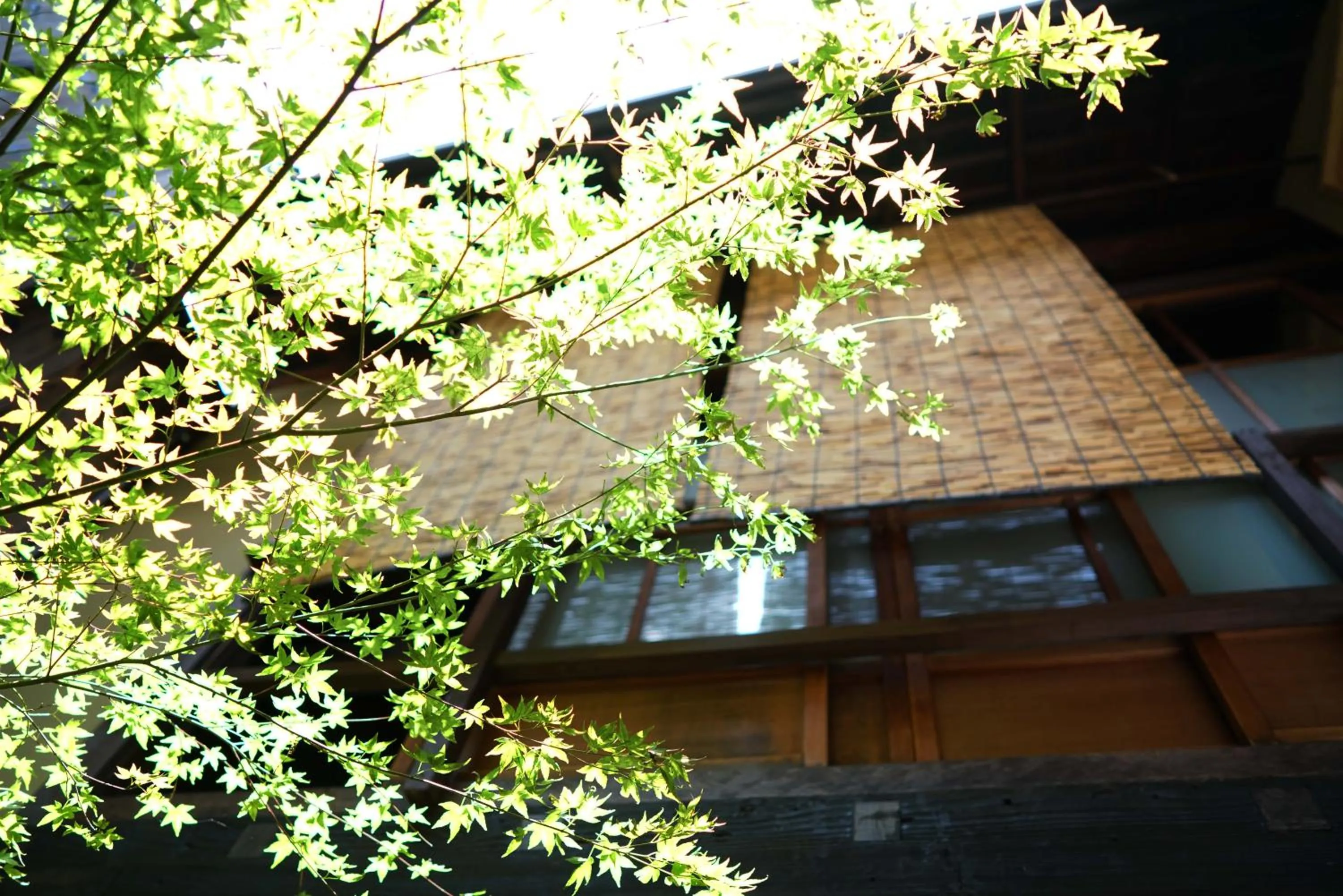 Garden in Ryokan Tori