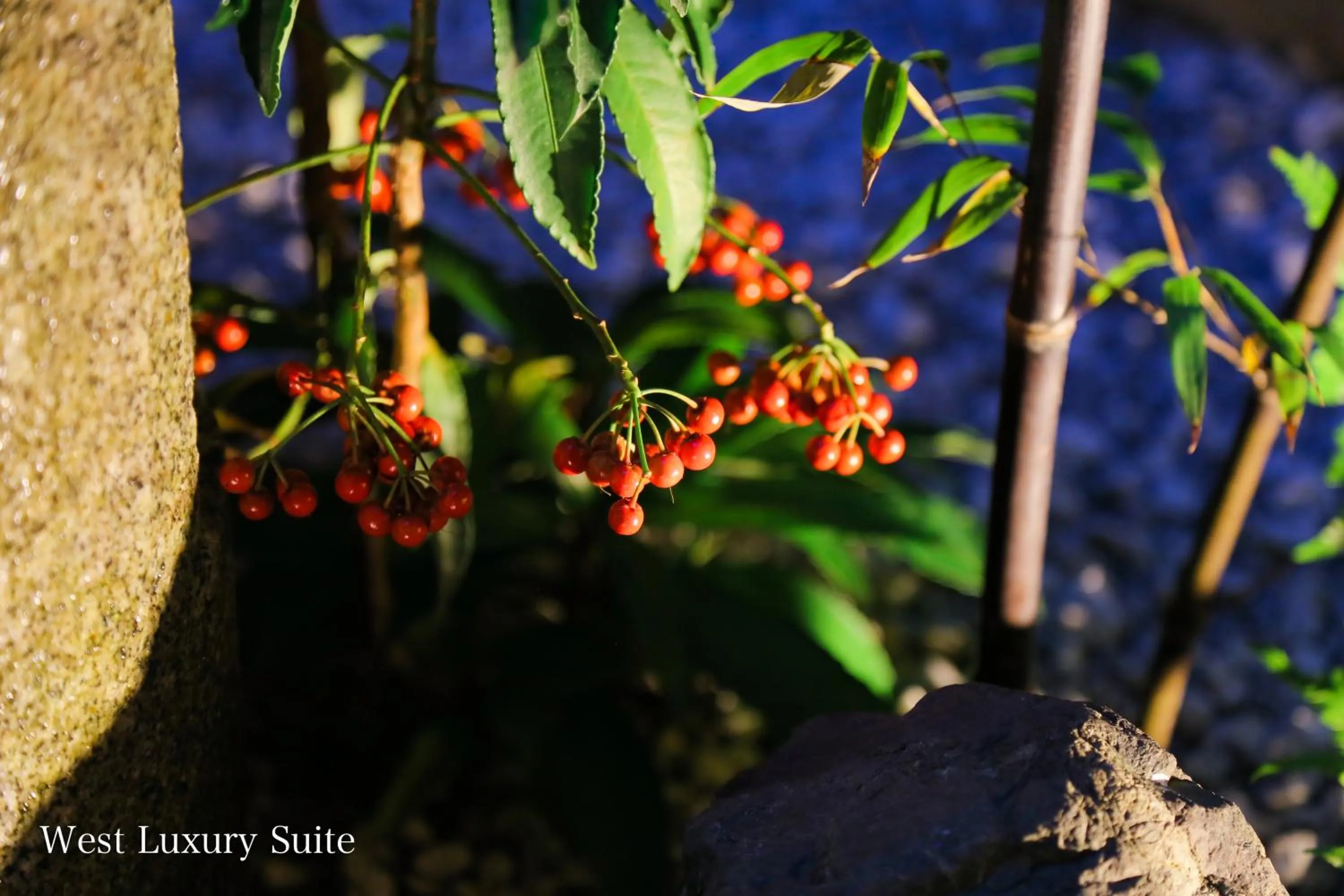 Garden in Kyonoyado Gekkoan