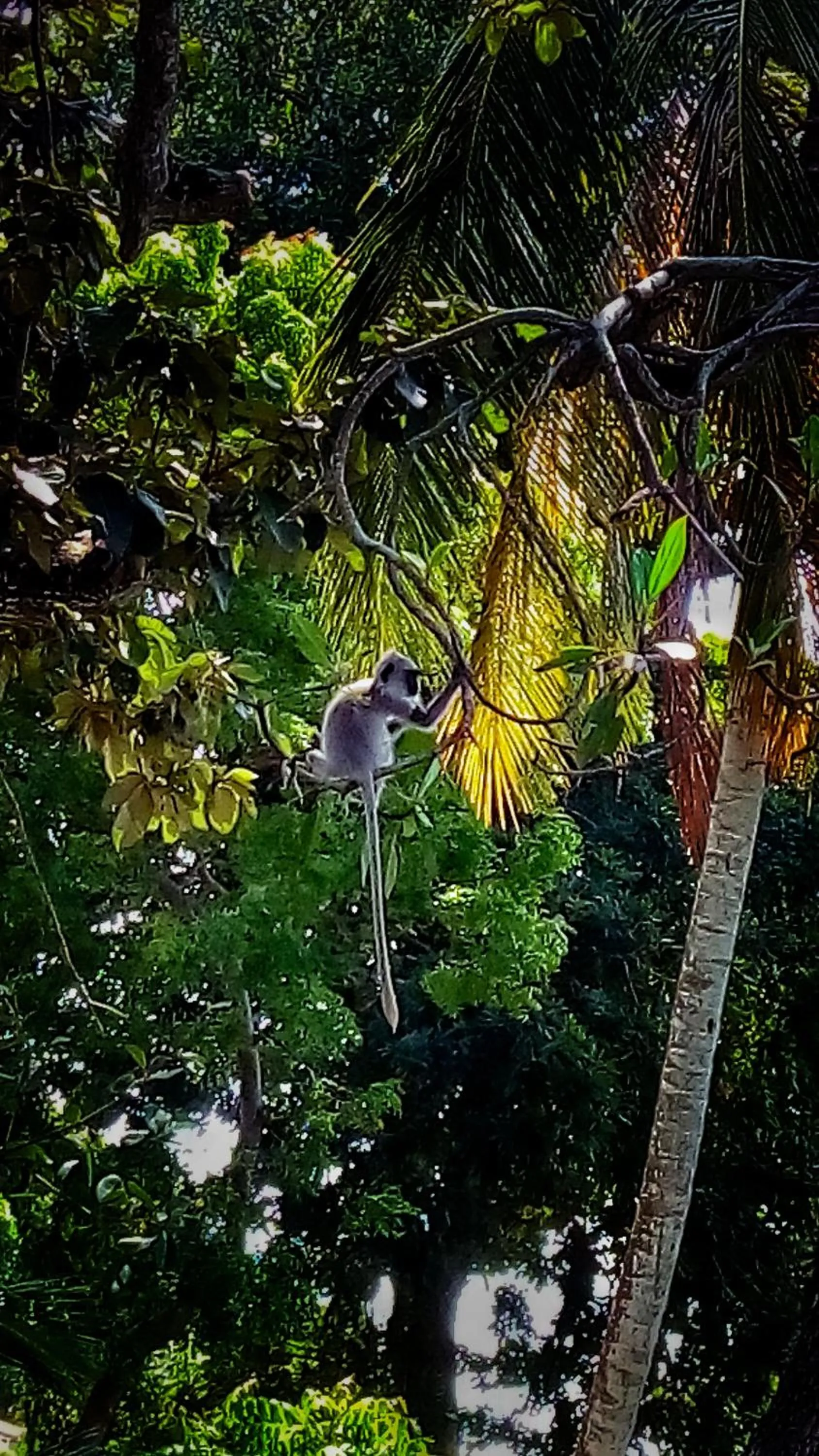 Animals, Other Animals in Lagoon Boutique Hotel