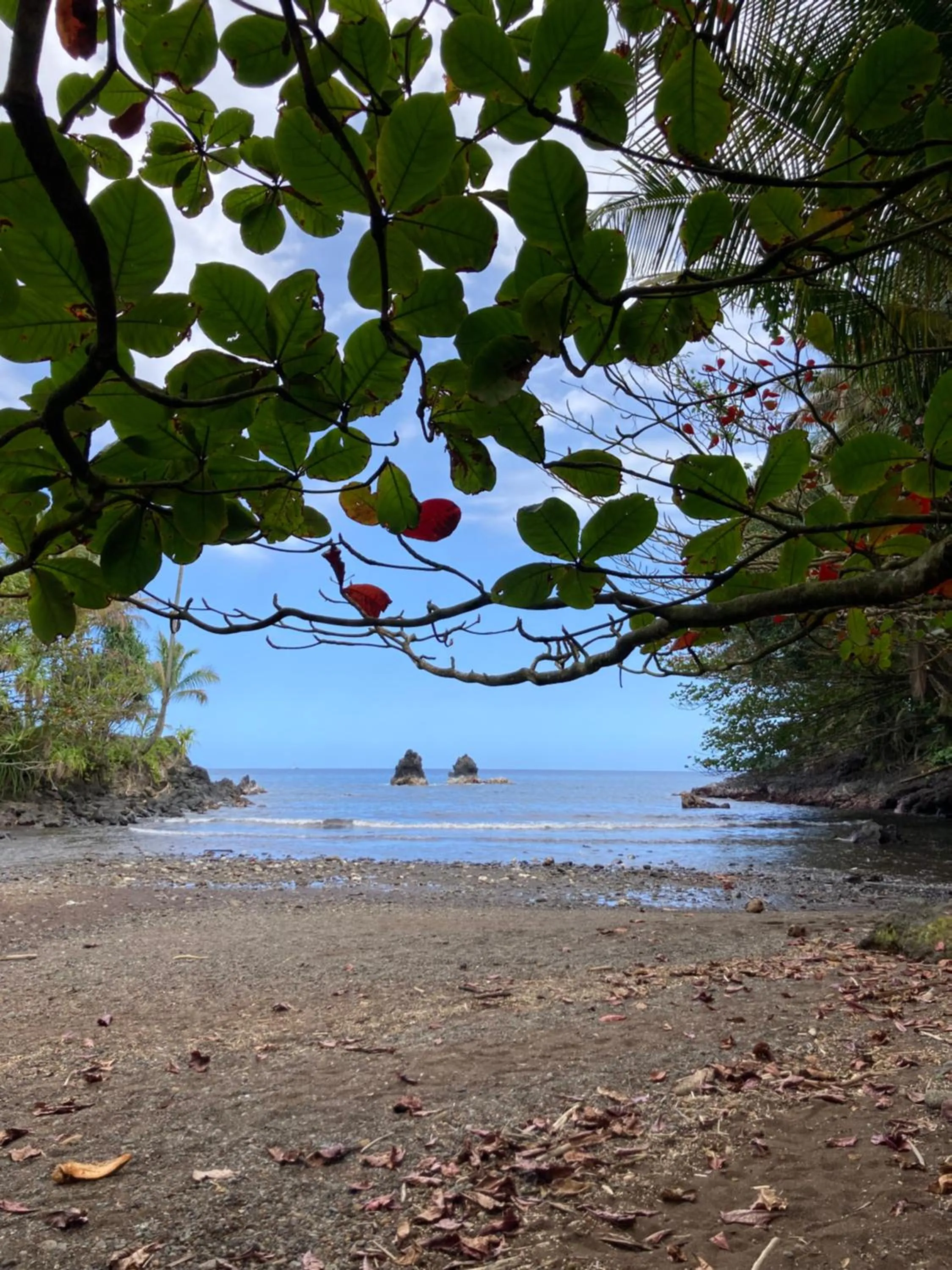 Activities in Hilo Bay Oceanfront Bed and Breakfast