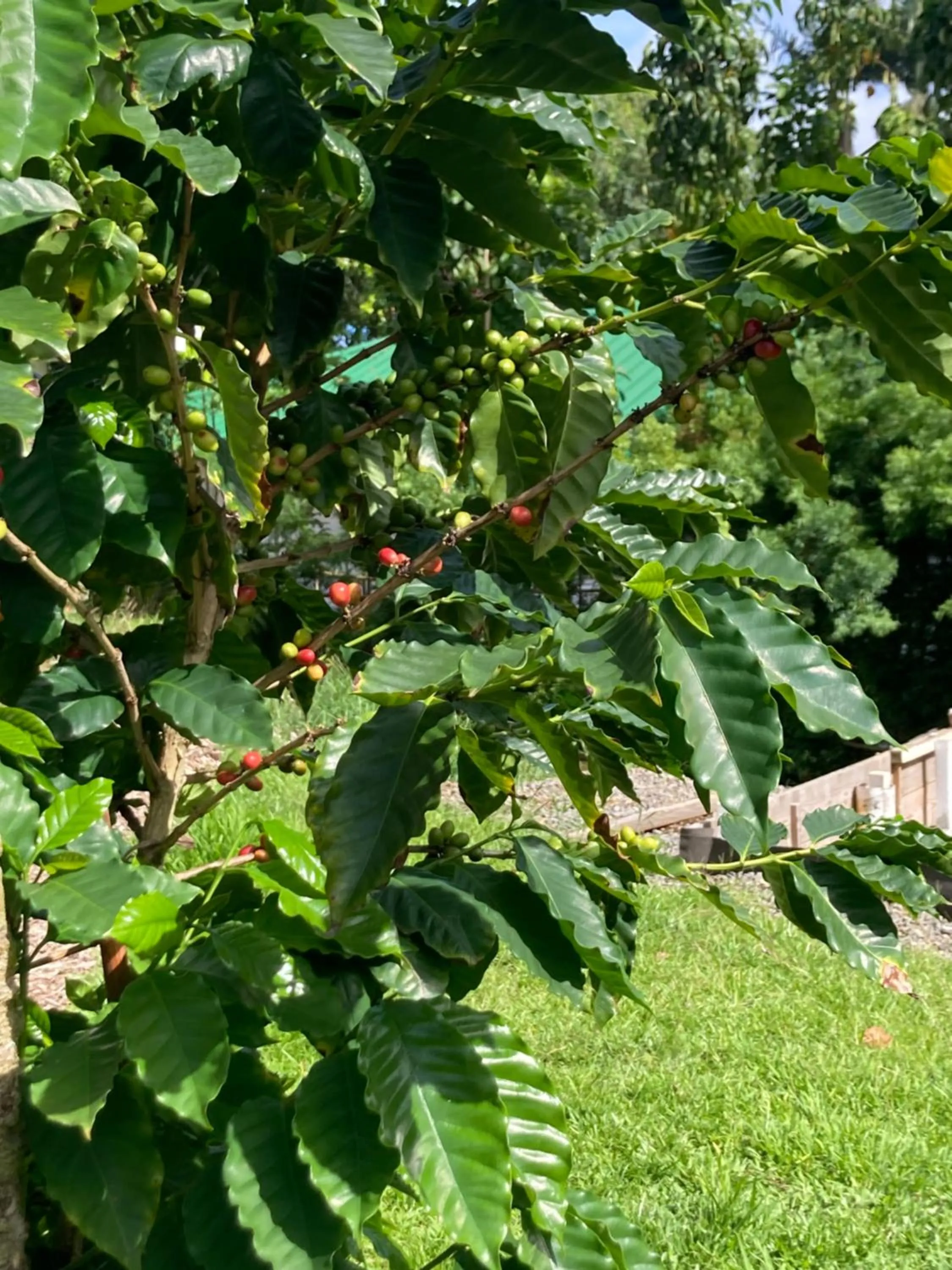 Garden in Hilo Bay Oceanfront Bed and Breakfast