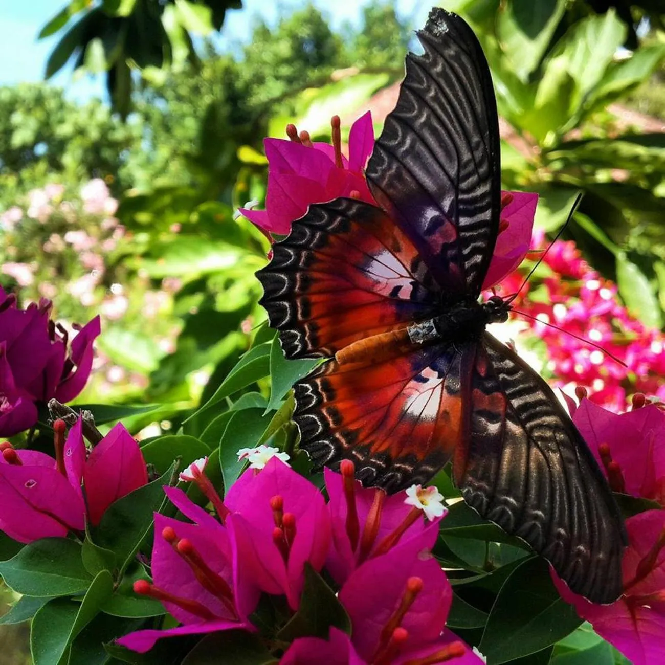 Garden in Bara Beach Bungalows