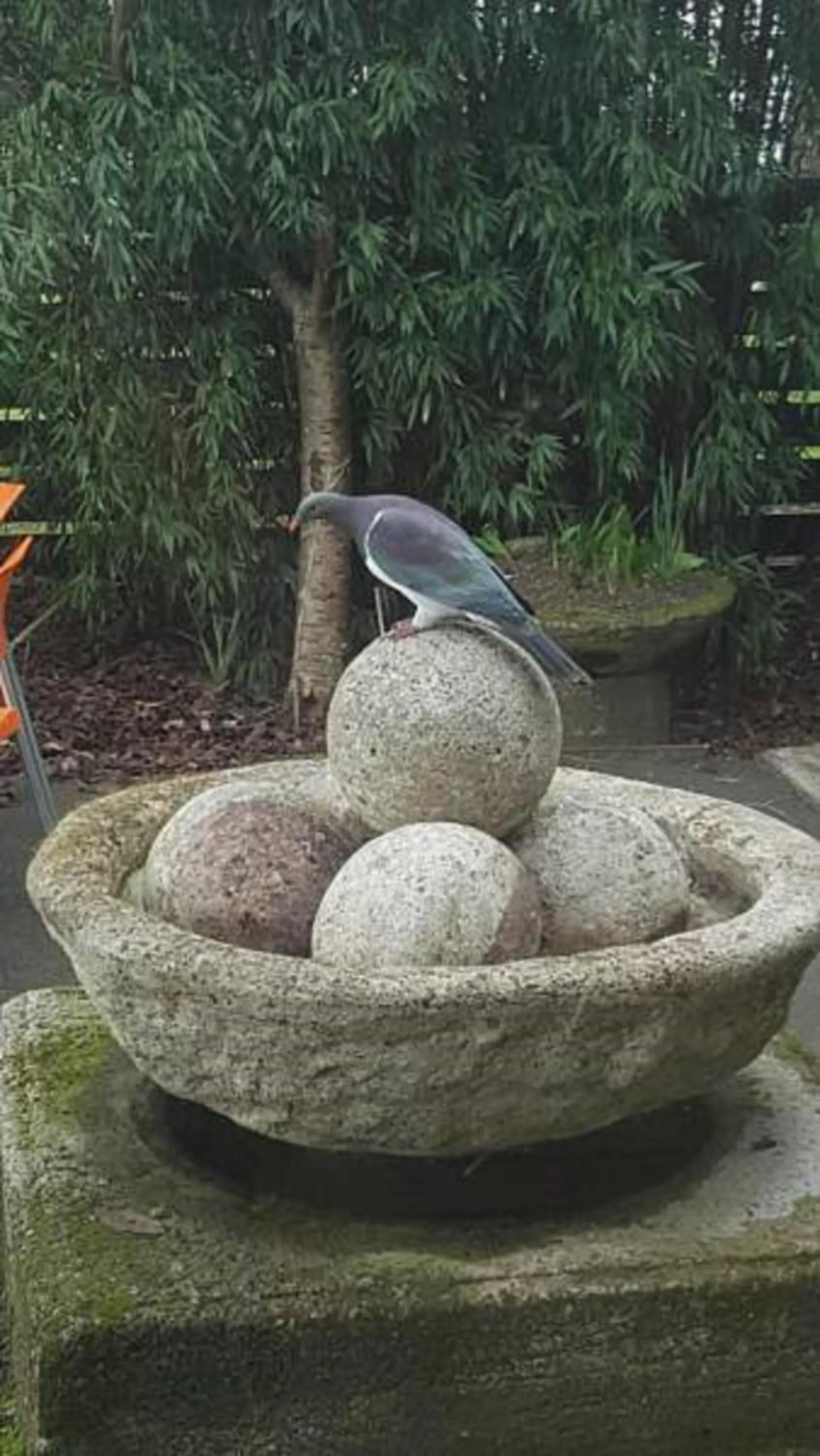 Garden in The Greytown Hotel