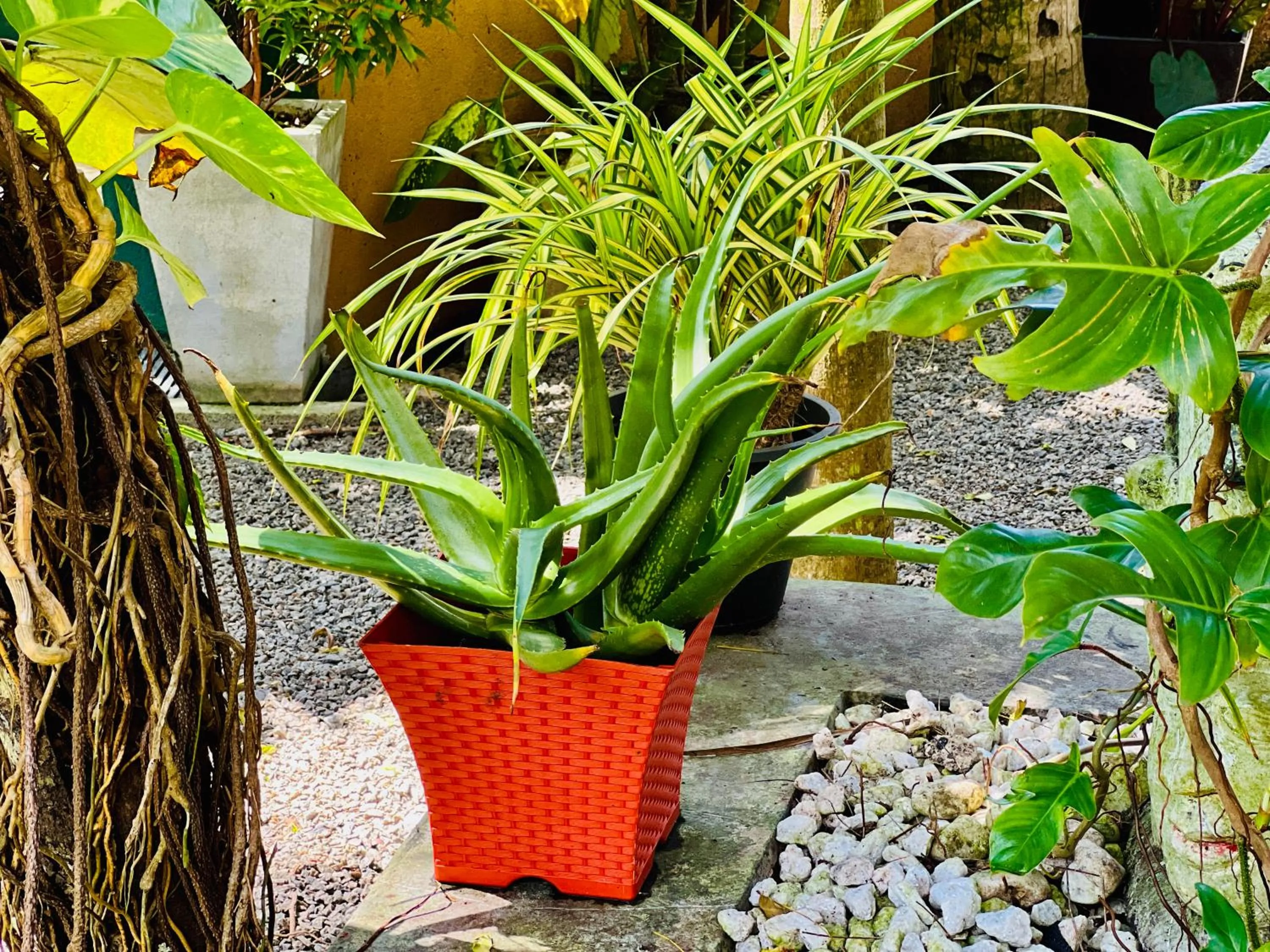 Garden in Crystal Palace