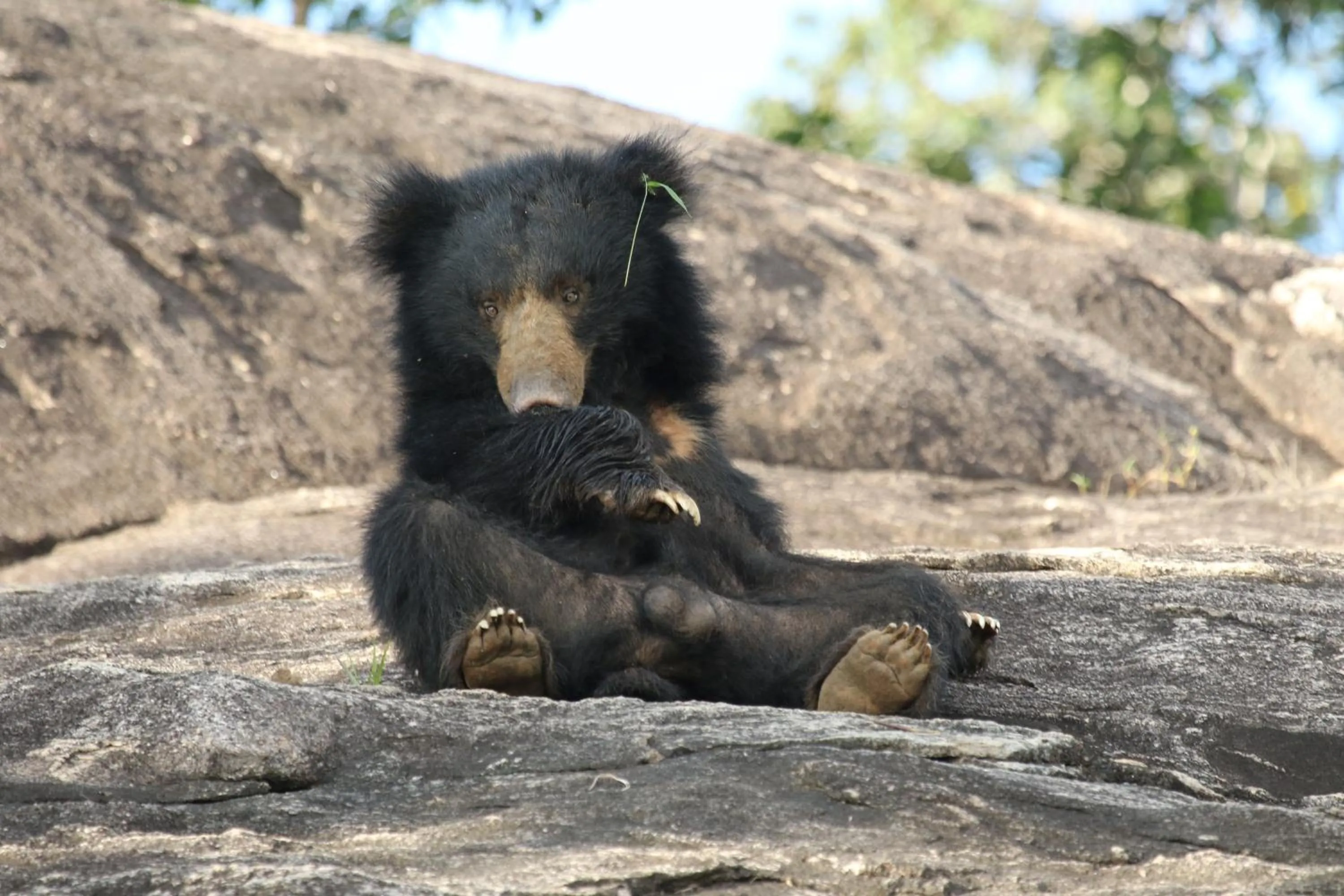 Animals in Jade Green Hotel Hambantota