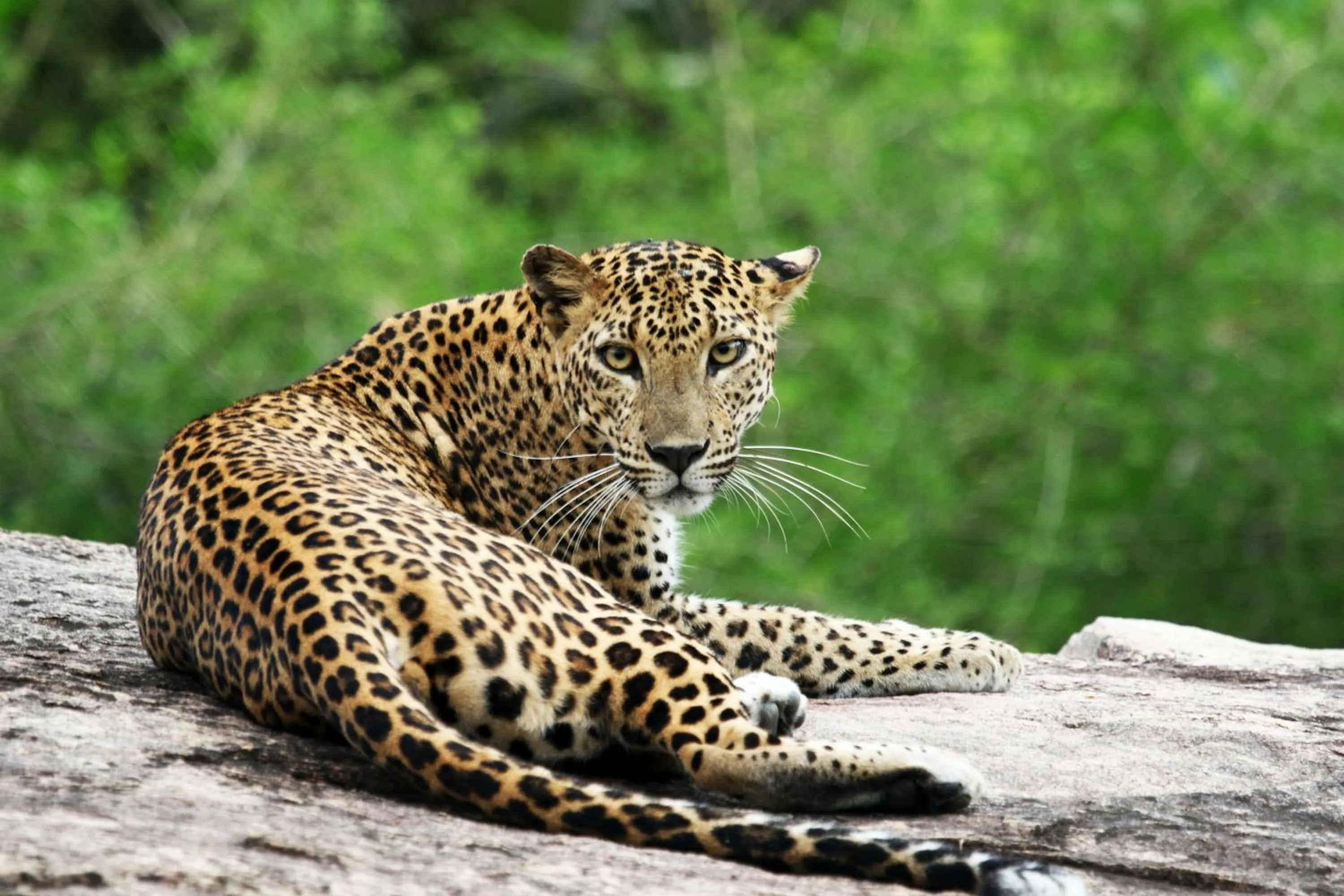 Animals in Jade Green Hotel Hambantota