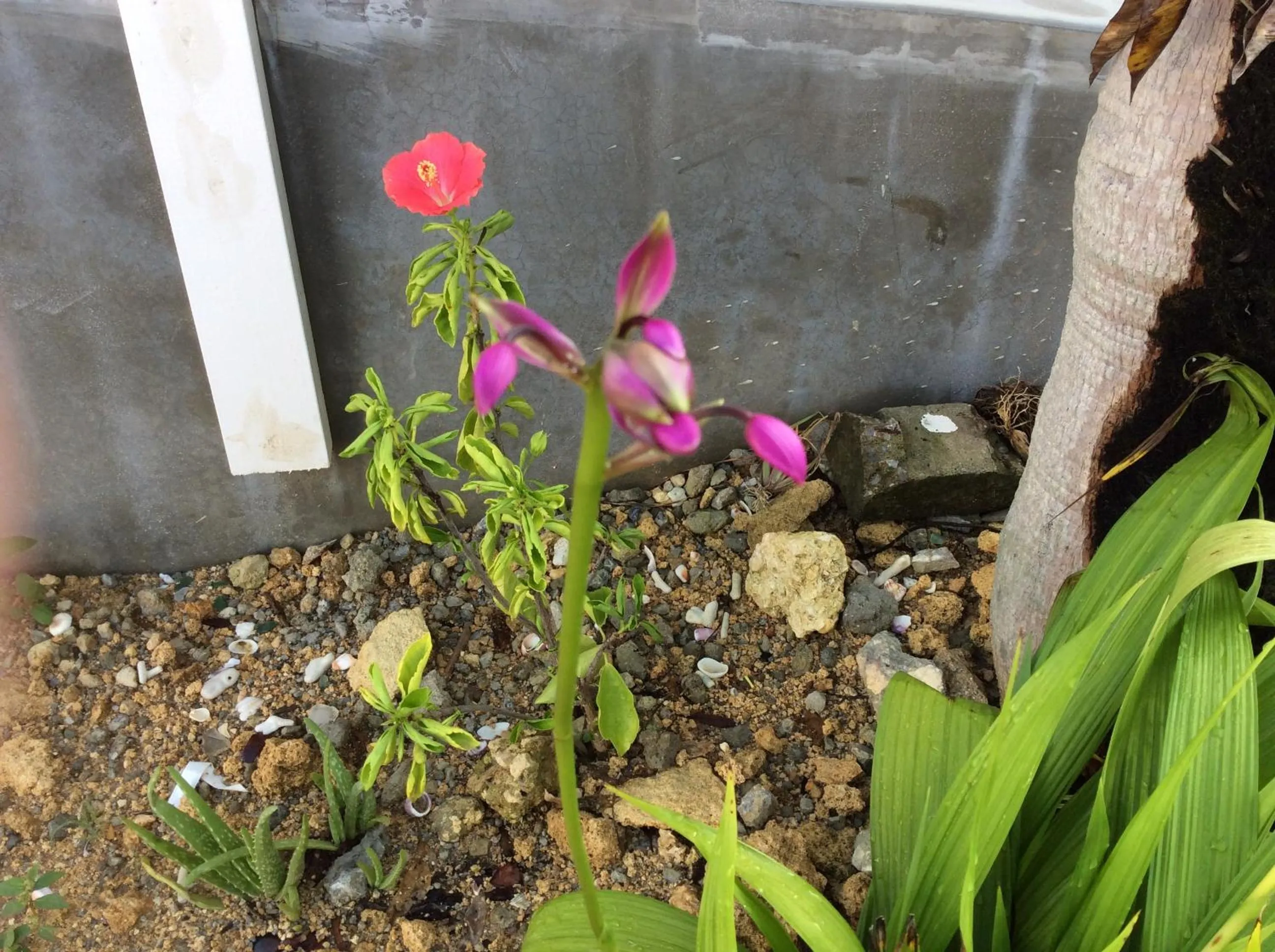 Shimanchu Guest House Yuien