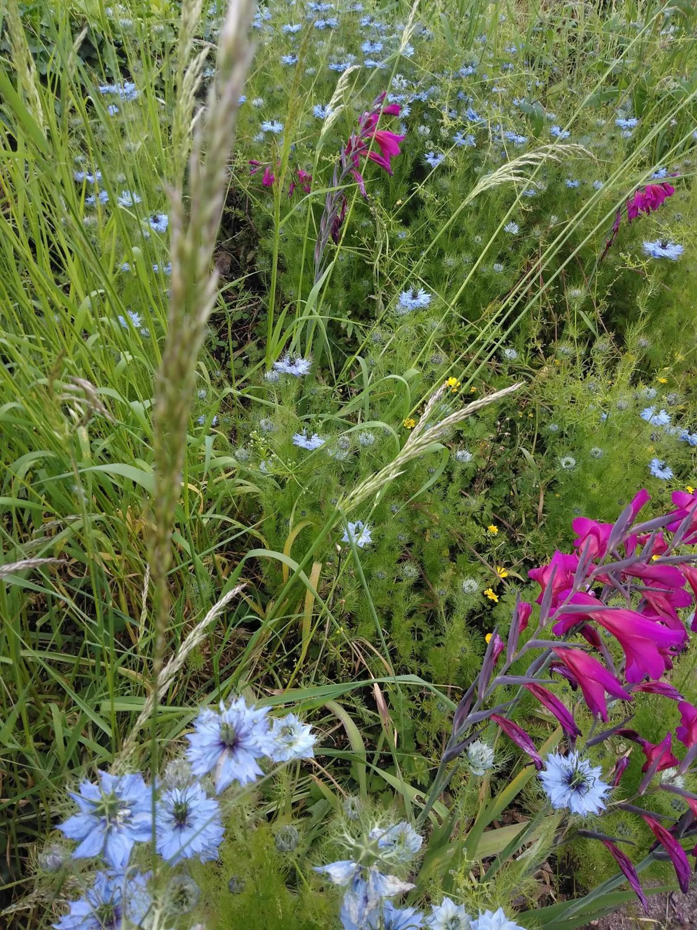 Garden in Barclay Court Guest House