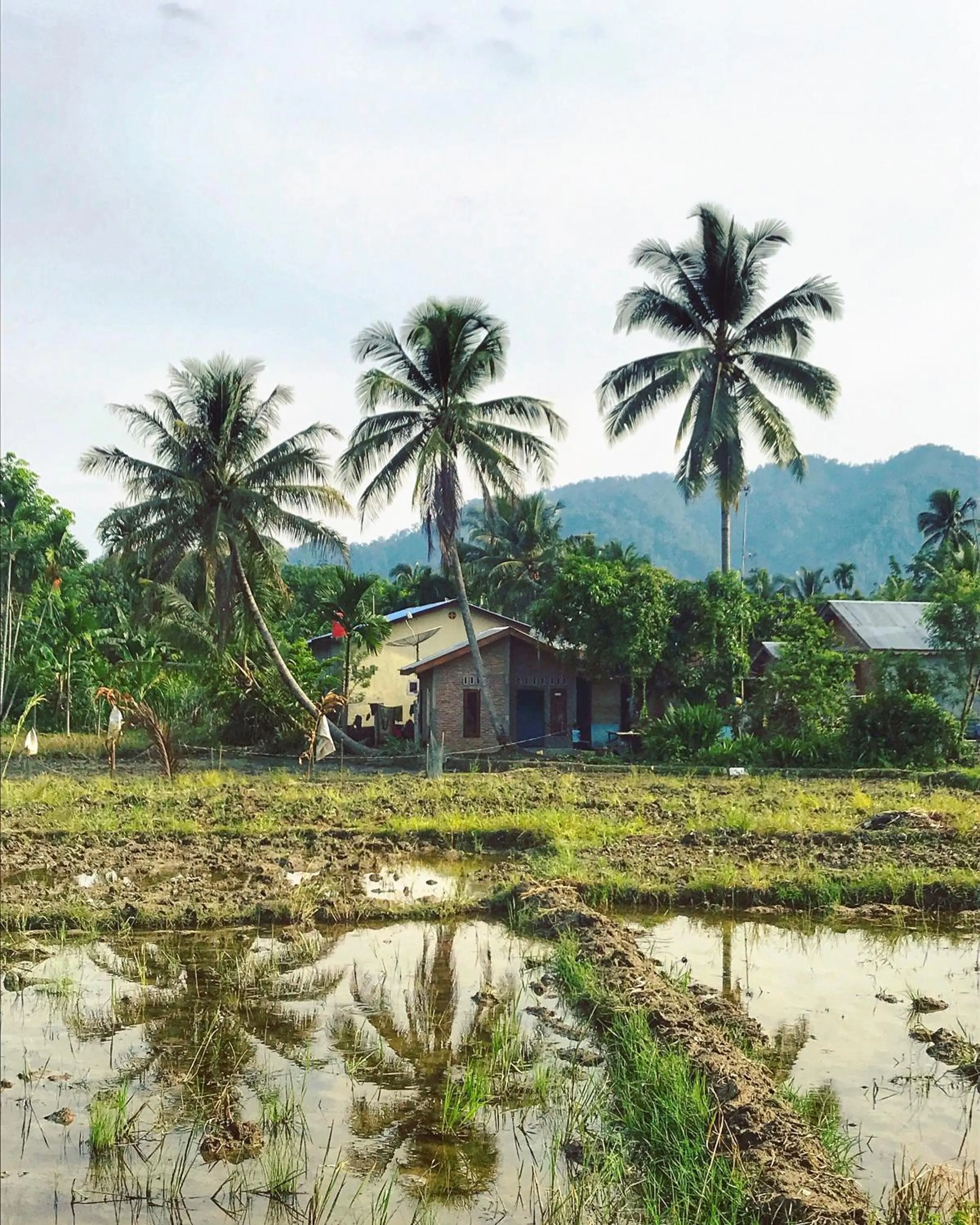 Villa Paradise - Bukit Lawang