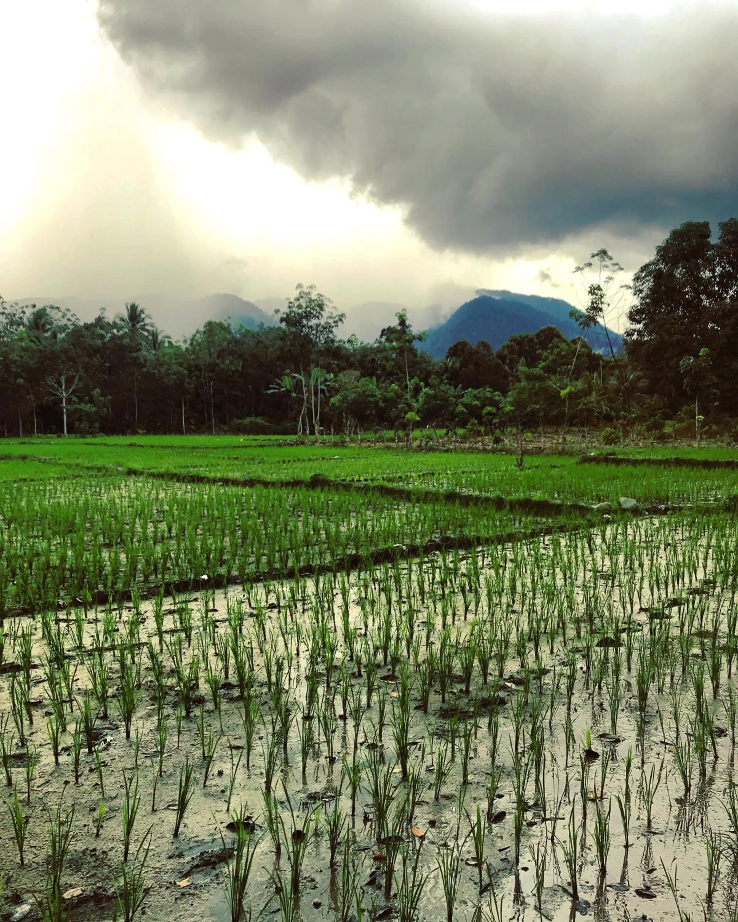 Villa Paradise - Bukit Lawang