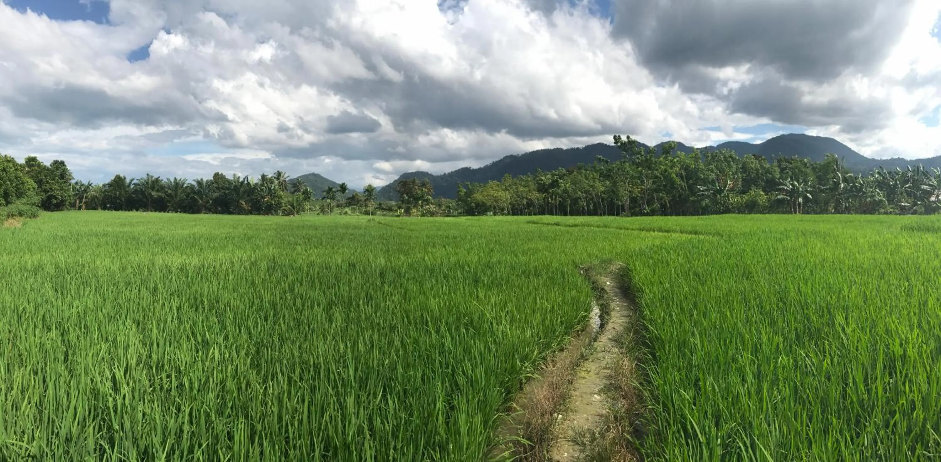 Natural landscape in Villa Paradise - Bukit Lawang