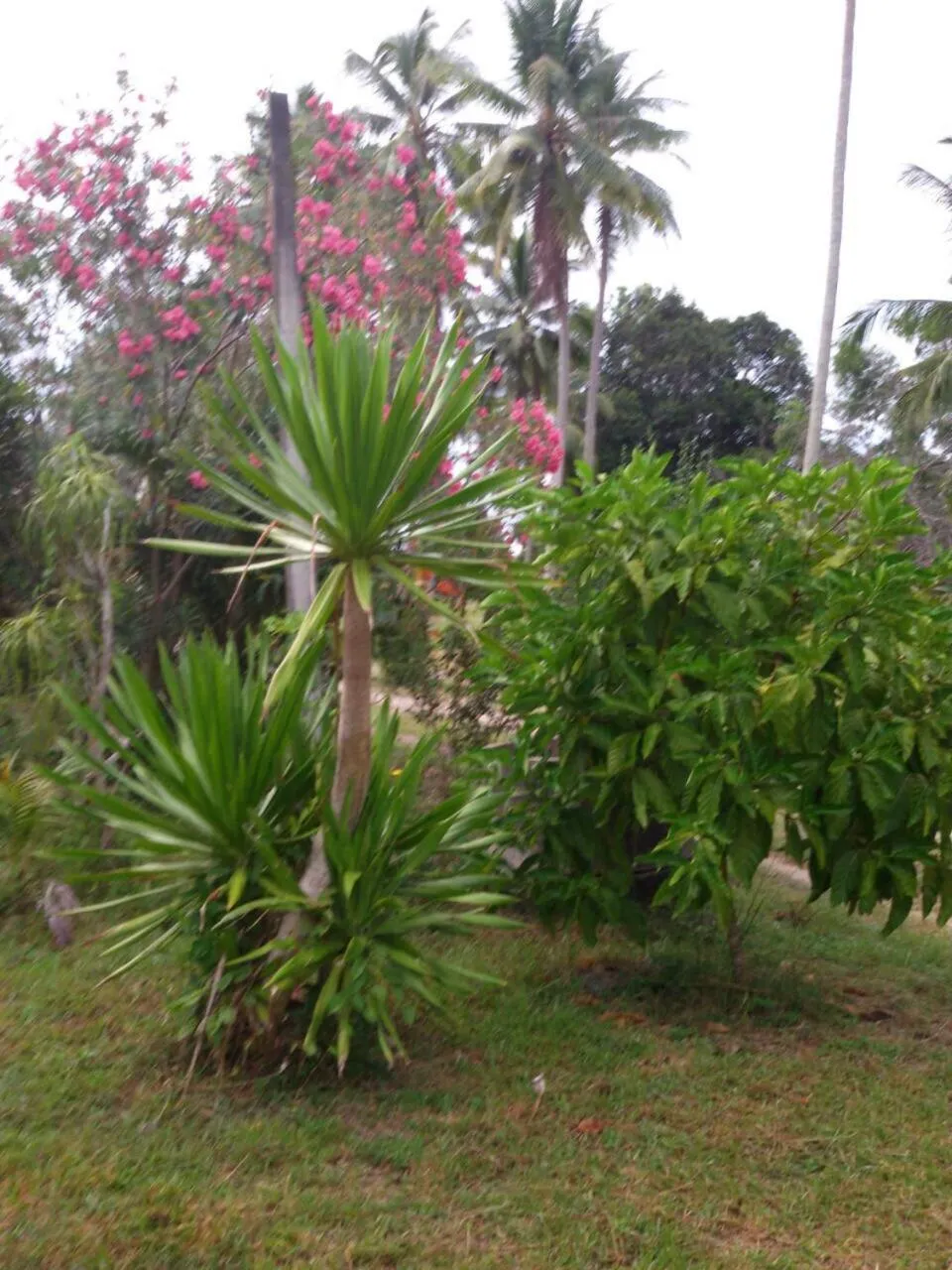 Natural landscape in Happy Resort