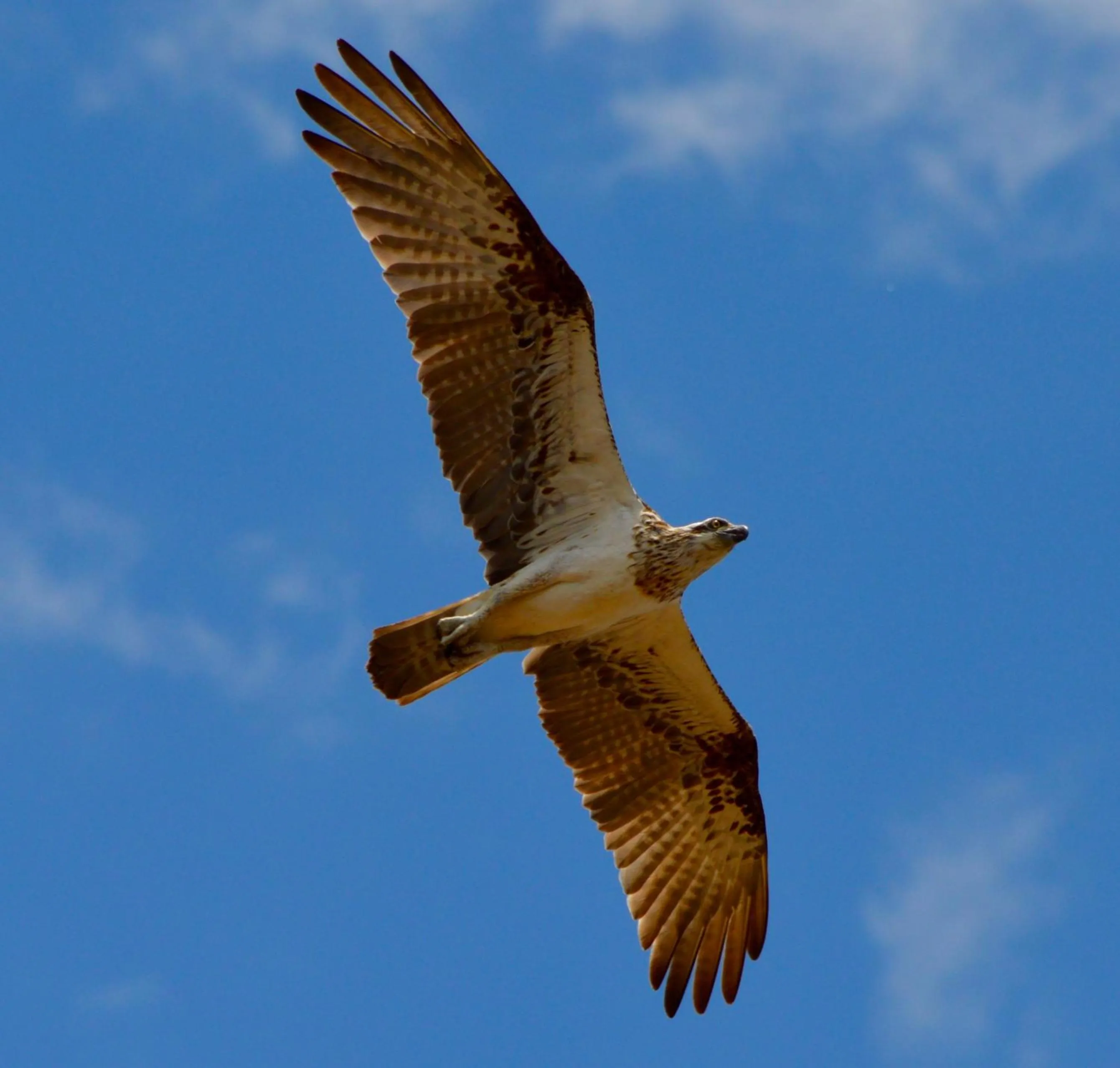 Animals in Mackerel Islands