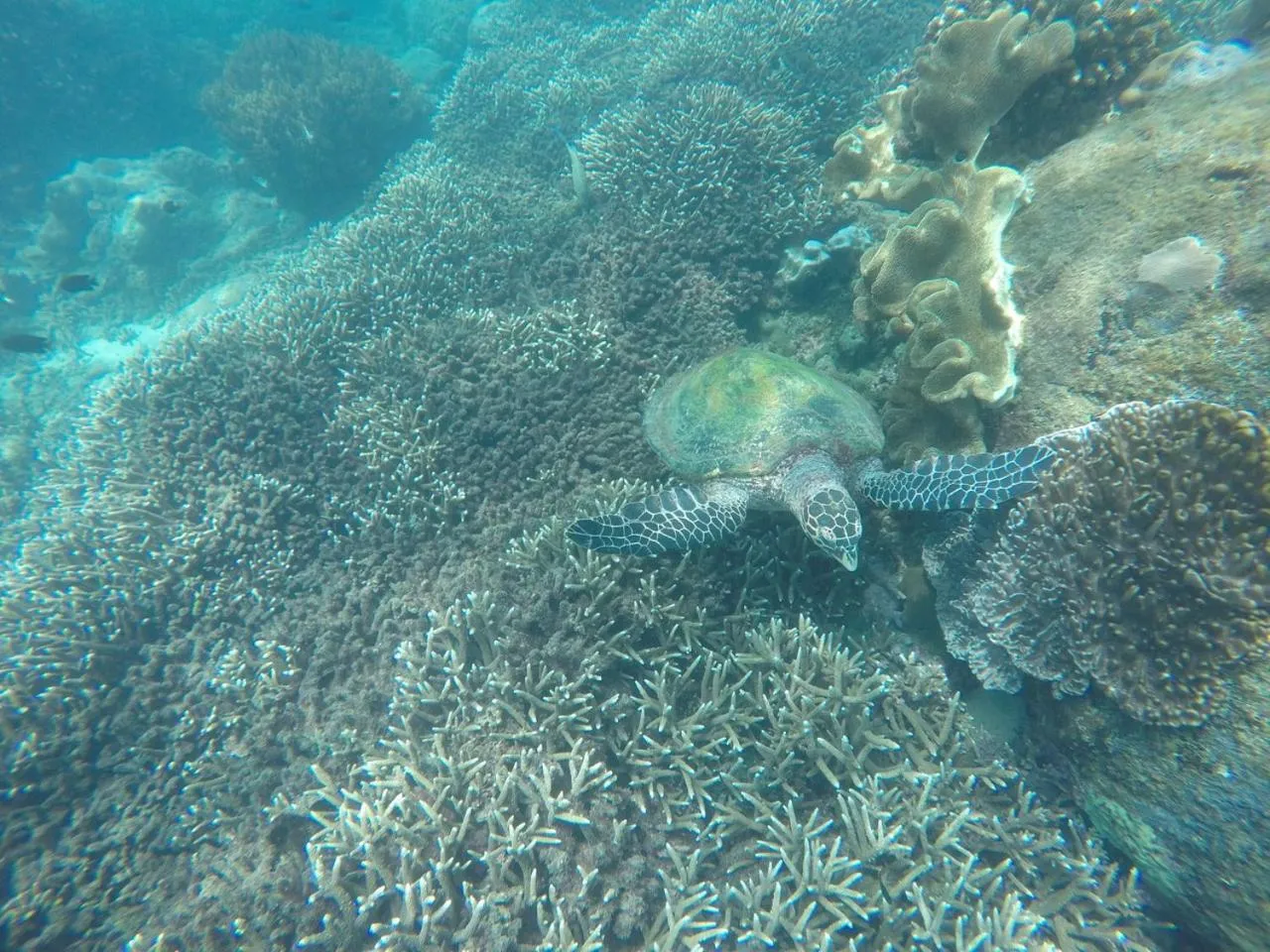 Diving in Nilaveli Beach Rooms