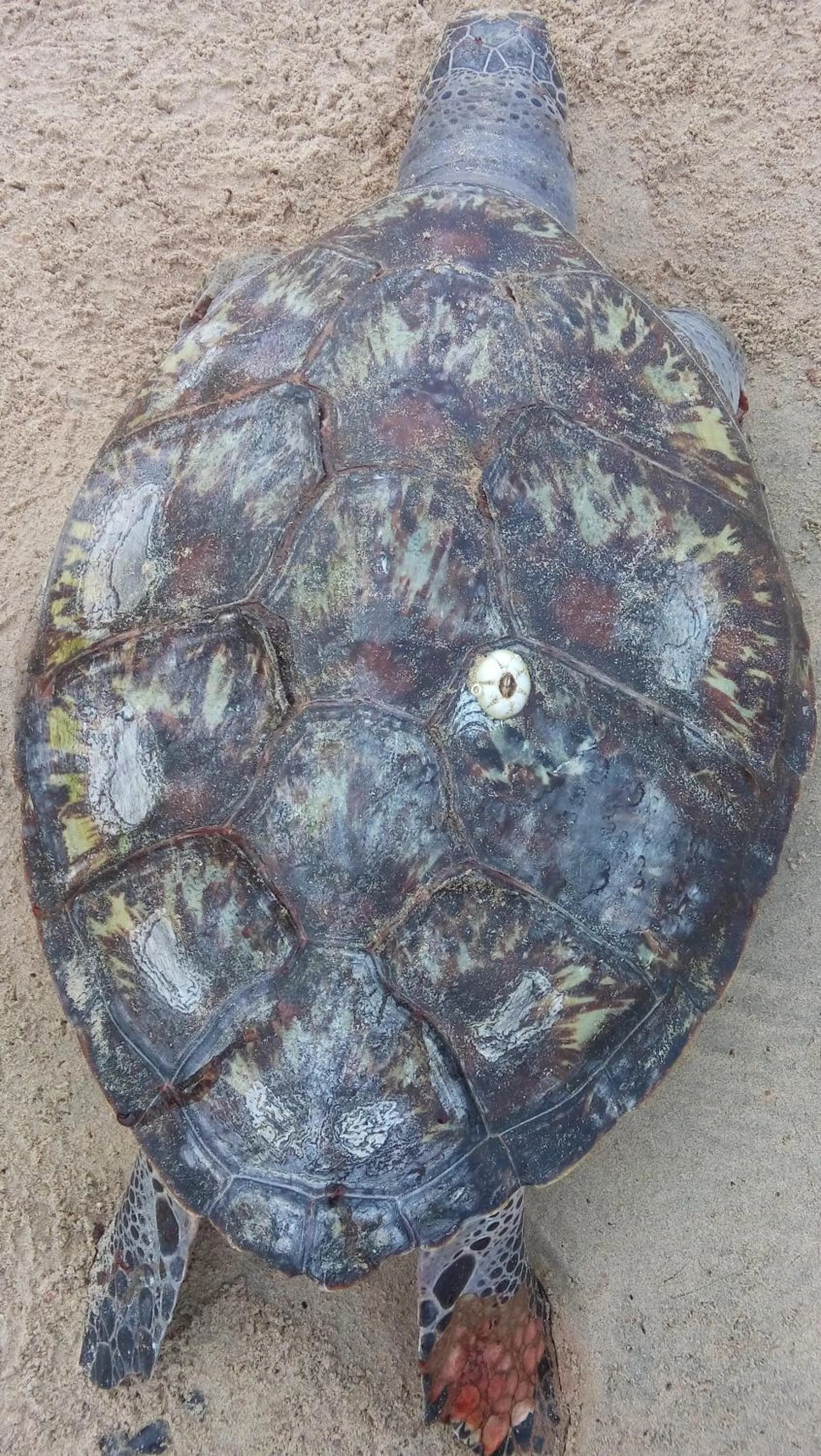 Animals in Nilaveli Beach Rooms