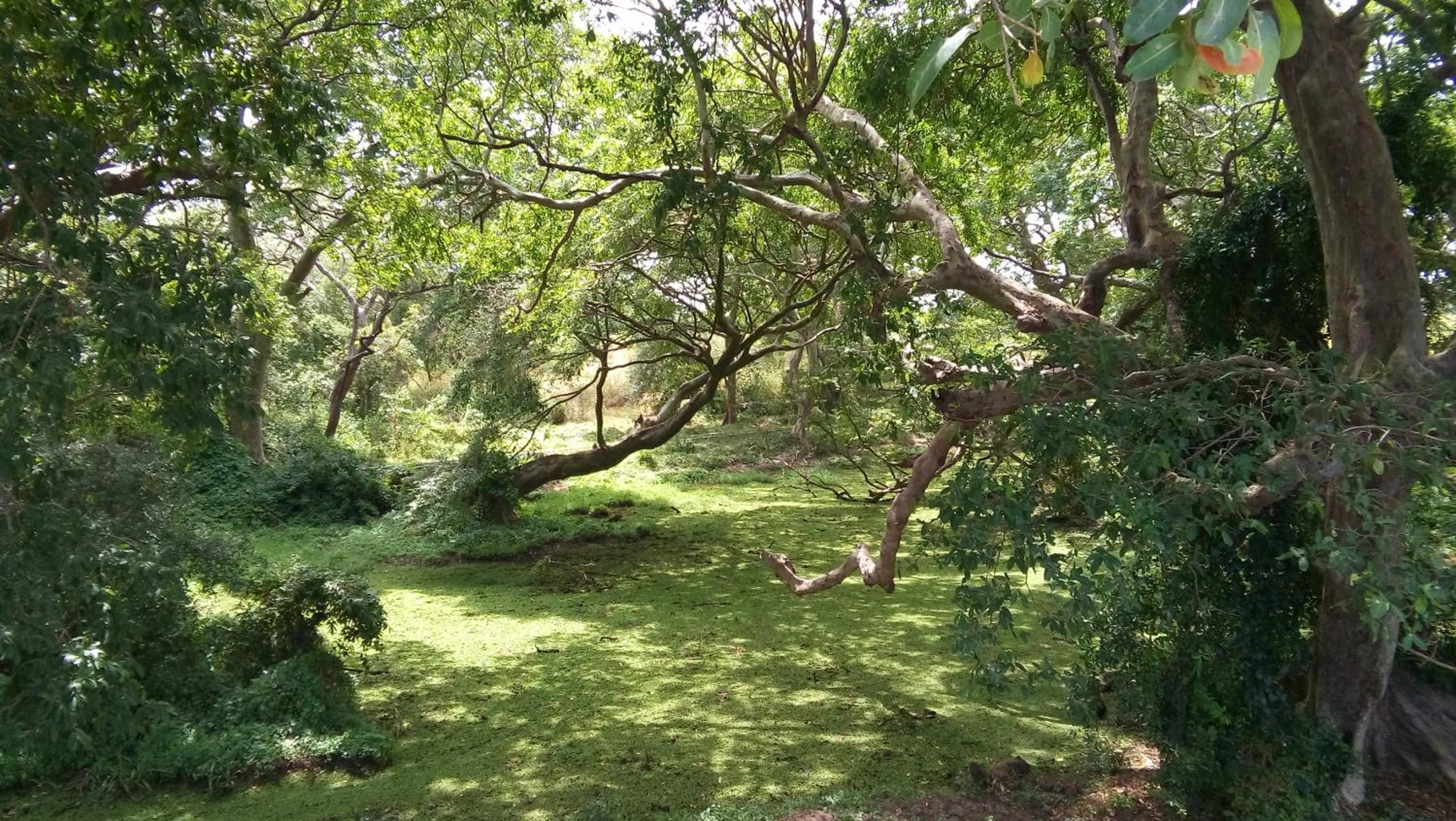 Natural landscape in Nilaveli Beach Rooms