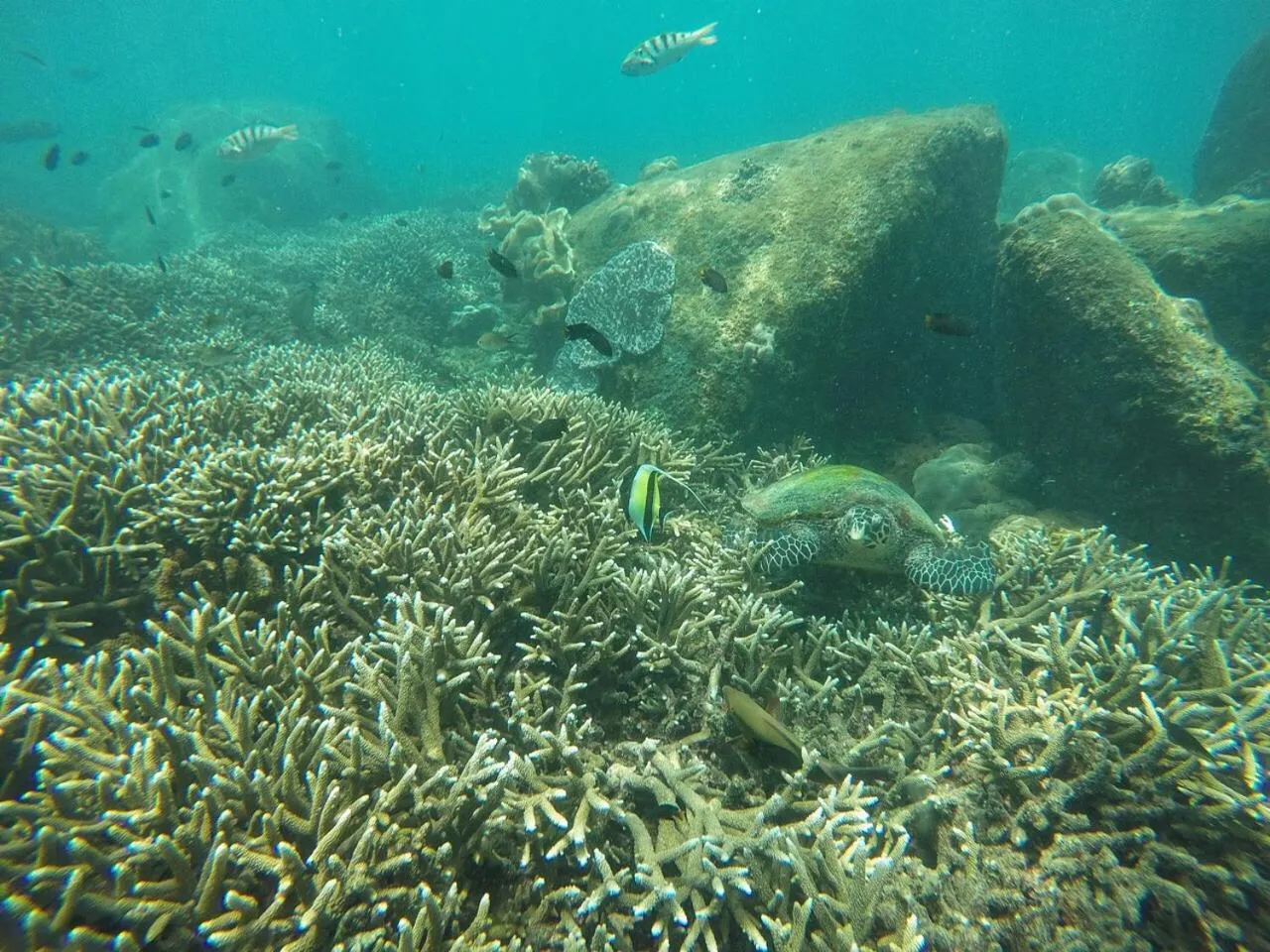 Diving in Nilaveli Beach Rooms