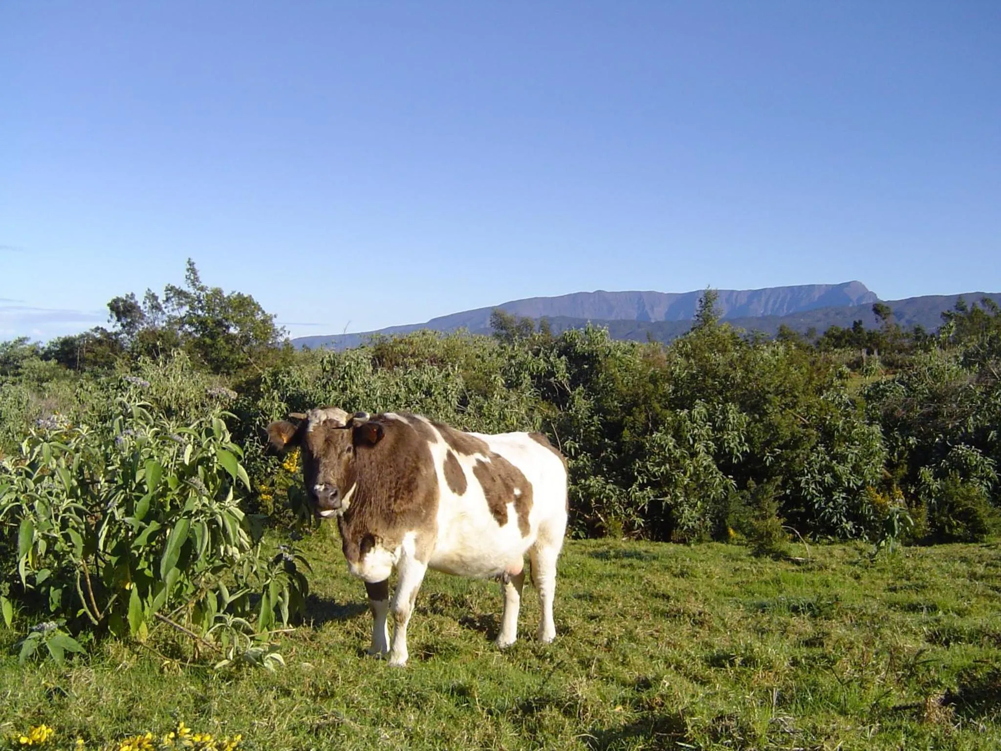 Neighbourhood in Relais du Volcan