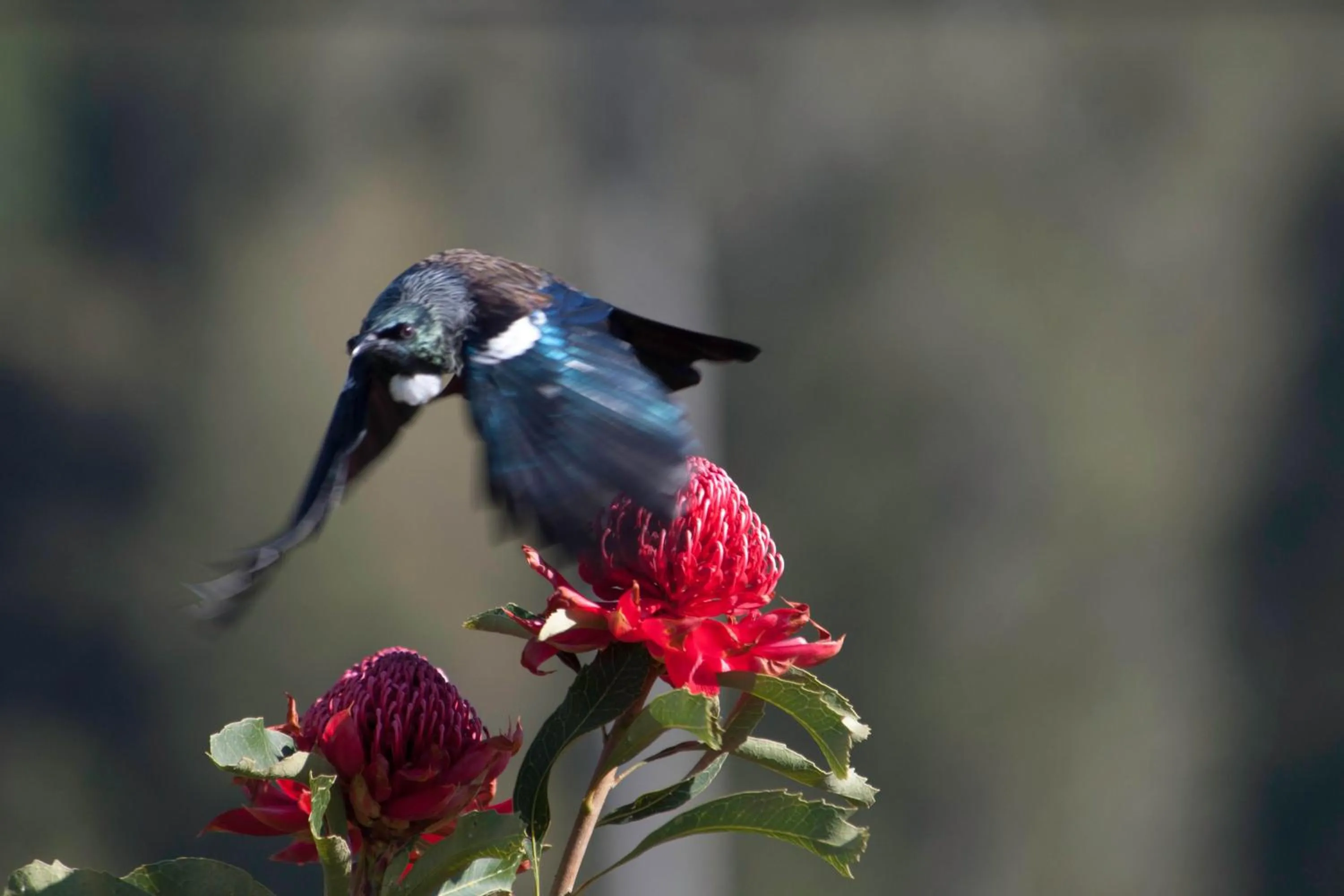 Natural landscape in Waitomo Caves Guest Lodge