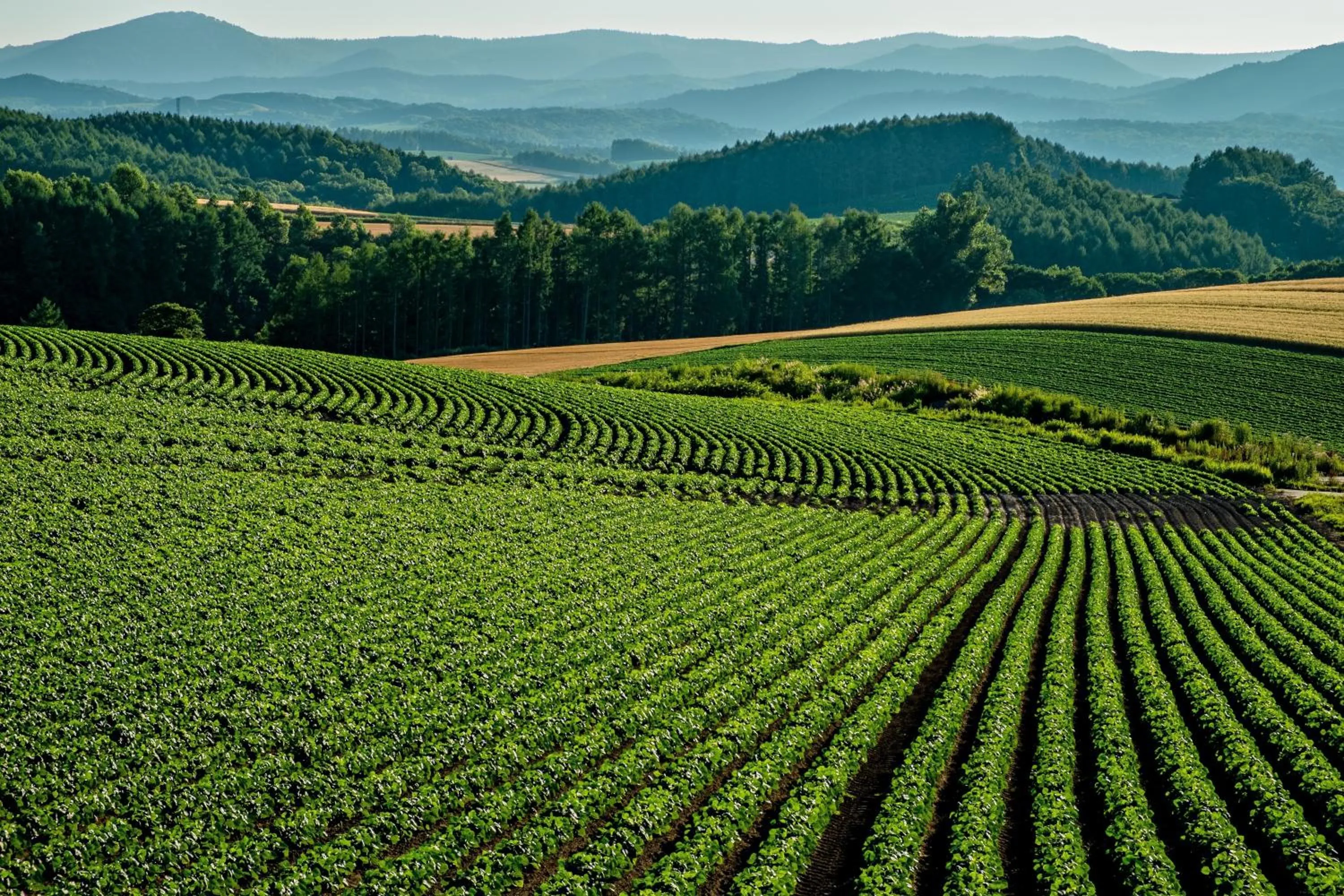 Off site in Pension Megumiyuki