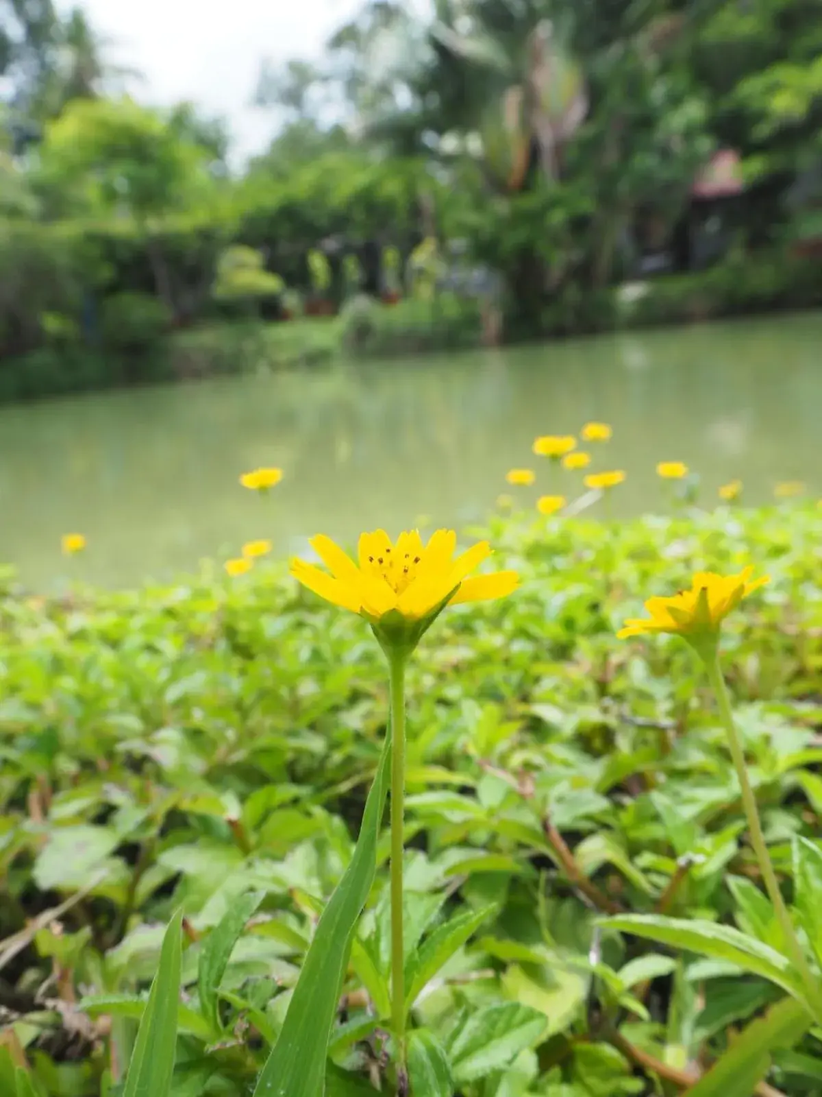 Garden view in Muaan Resort Garden view in Muaan Resort