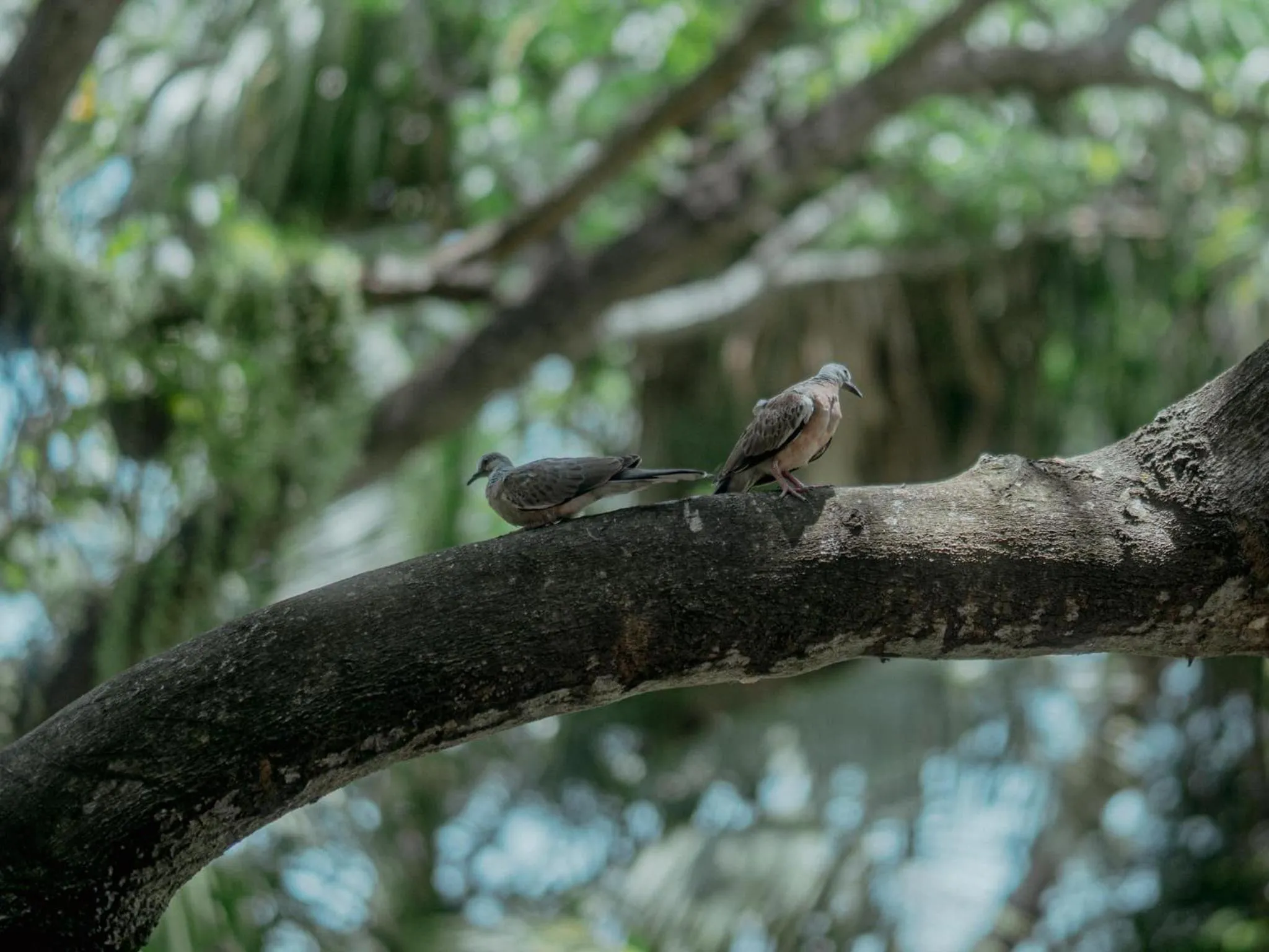 Garden view in Muaan Resort