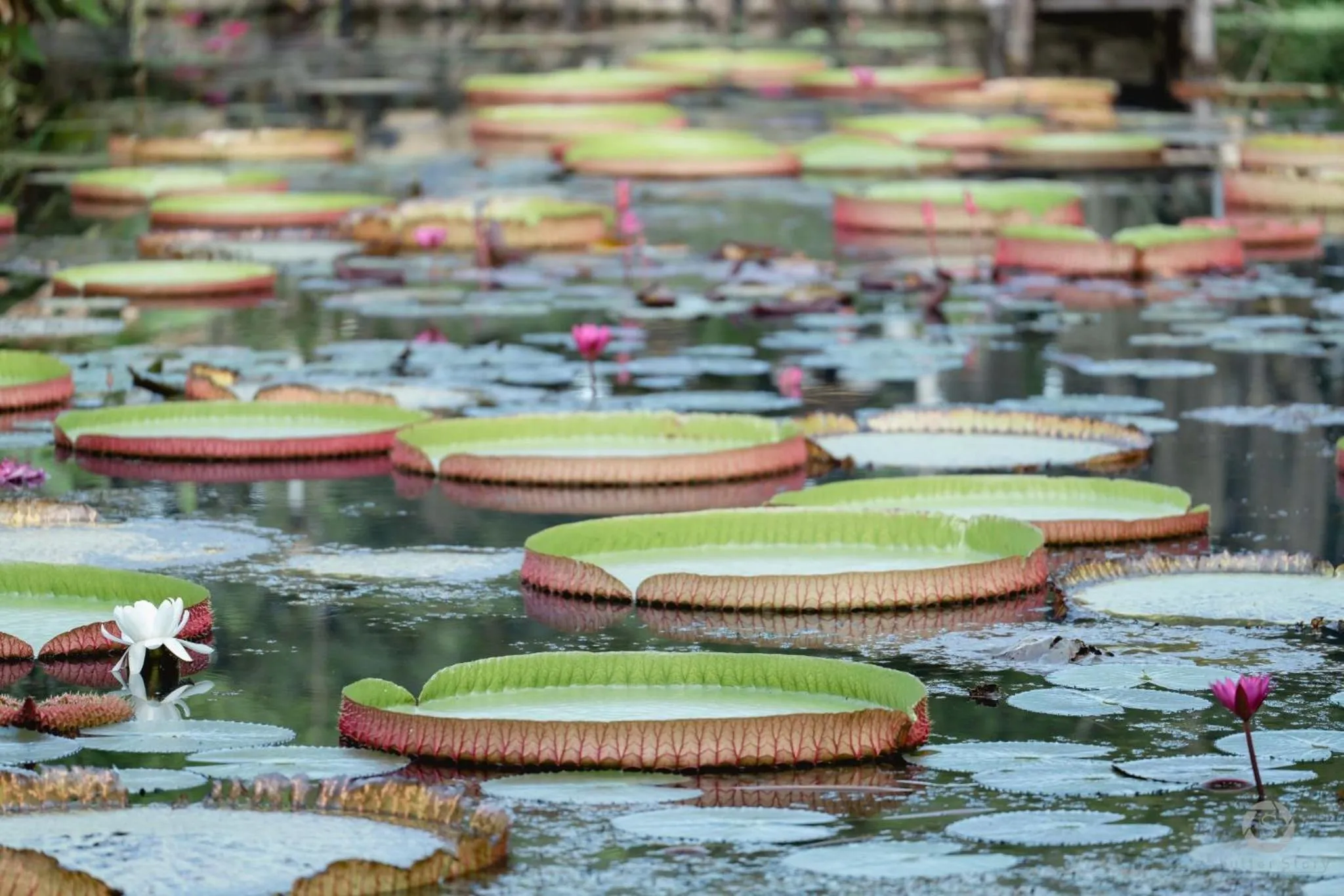 Garden in Muaan Resort