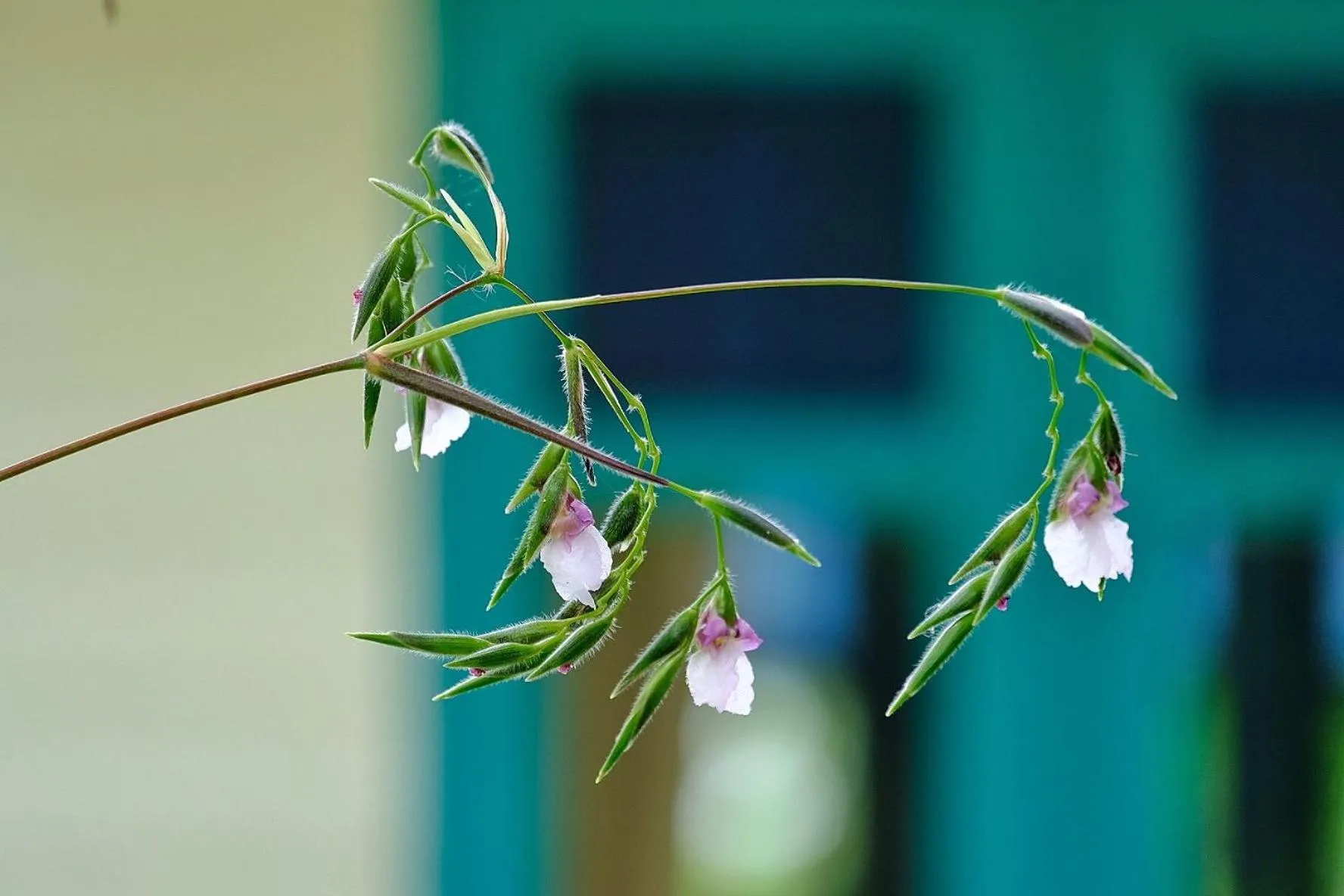 Garden view in Muaan Resort