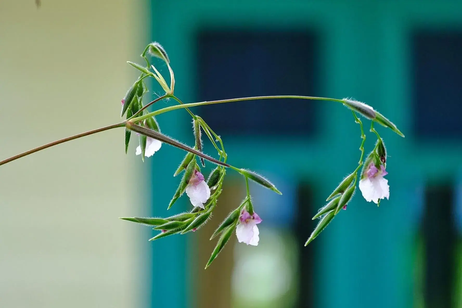 Garden view in Muaan Resort Garden view in Muaan Resort