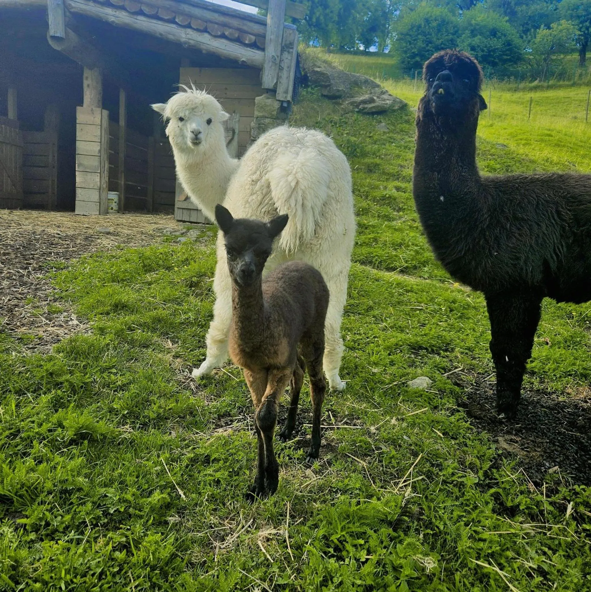 Animals in Adventure Farm