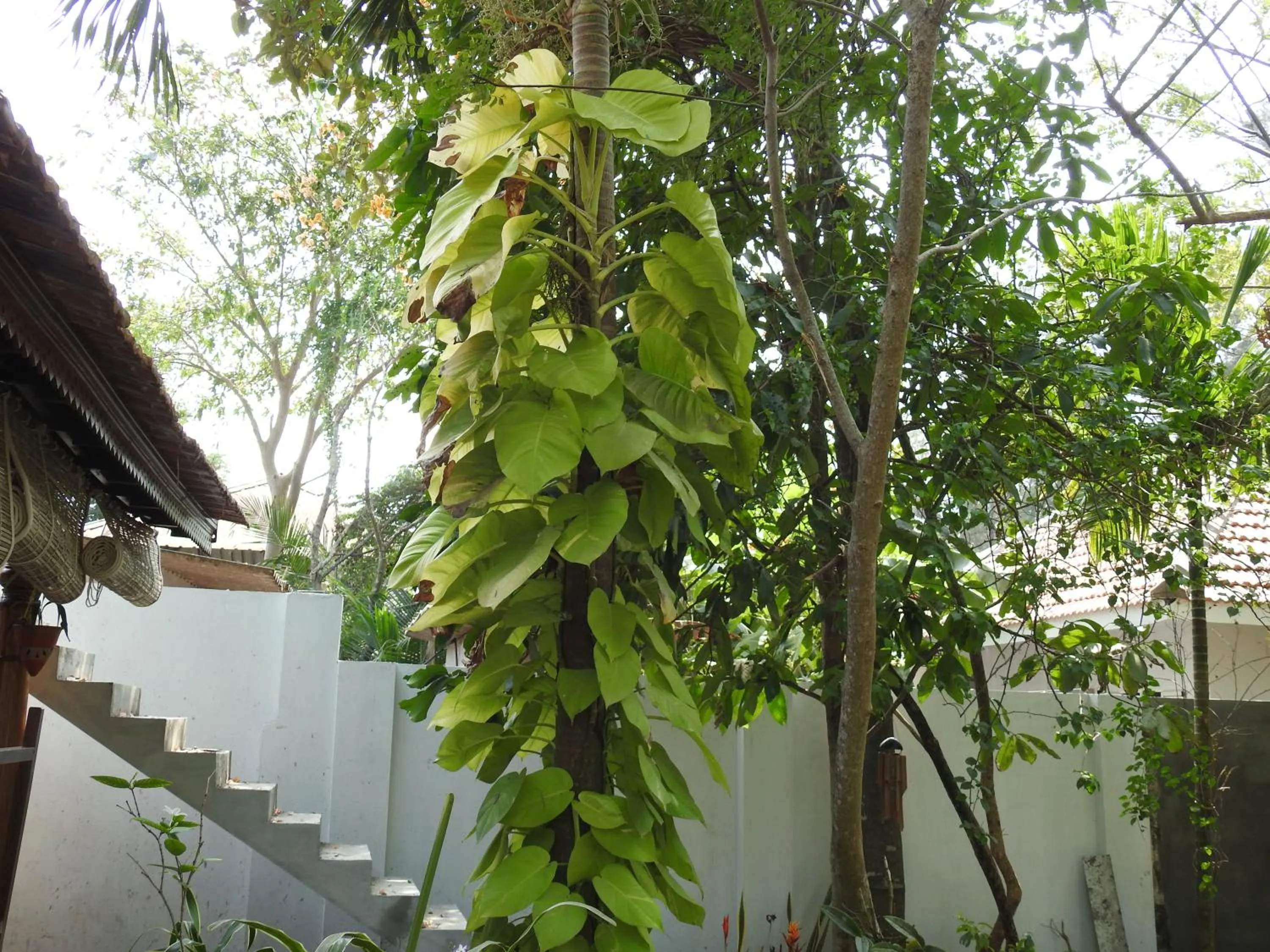 Alleppey Beach Garden