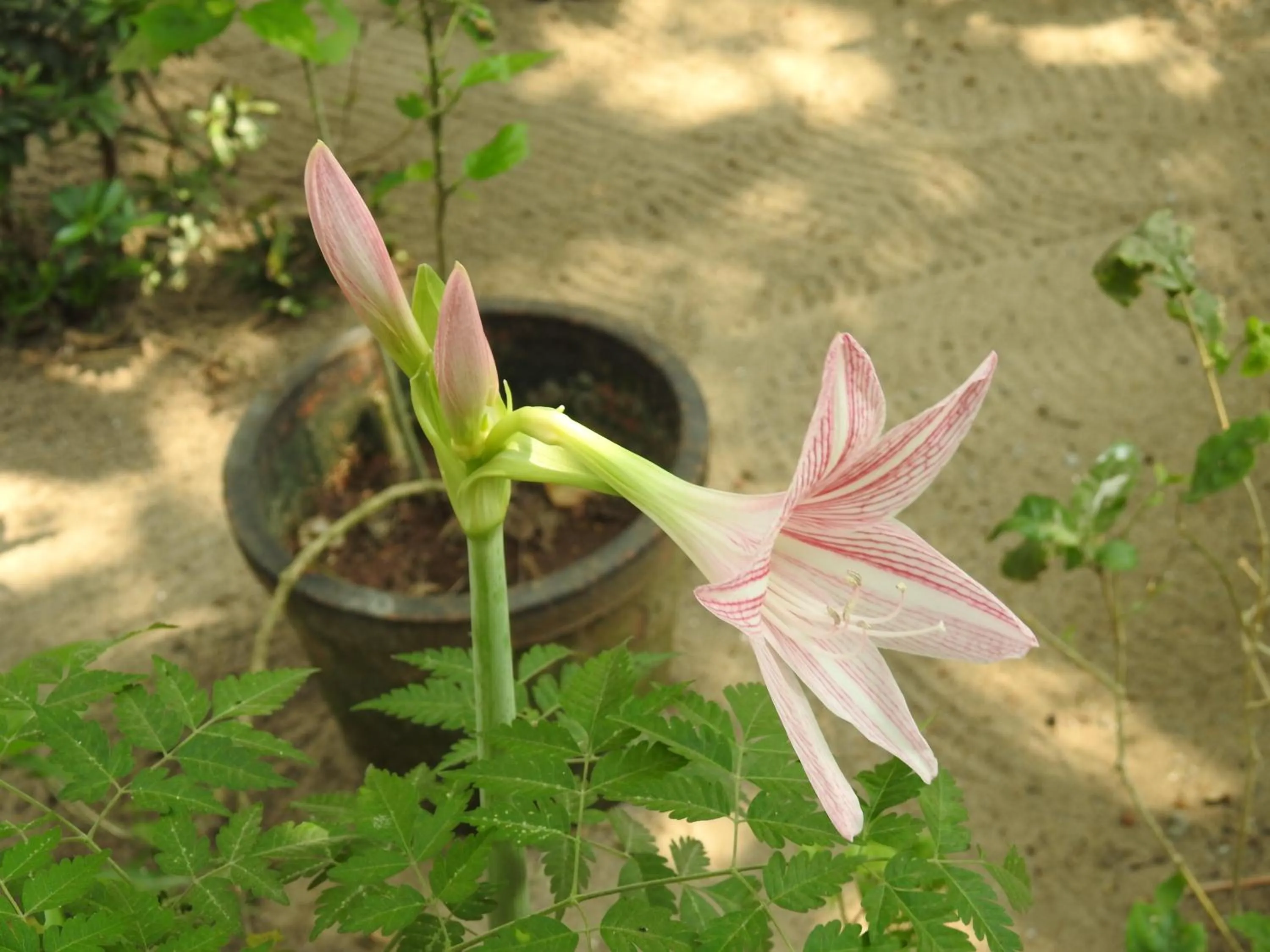 Alleppey Beach Garden