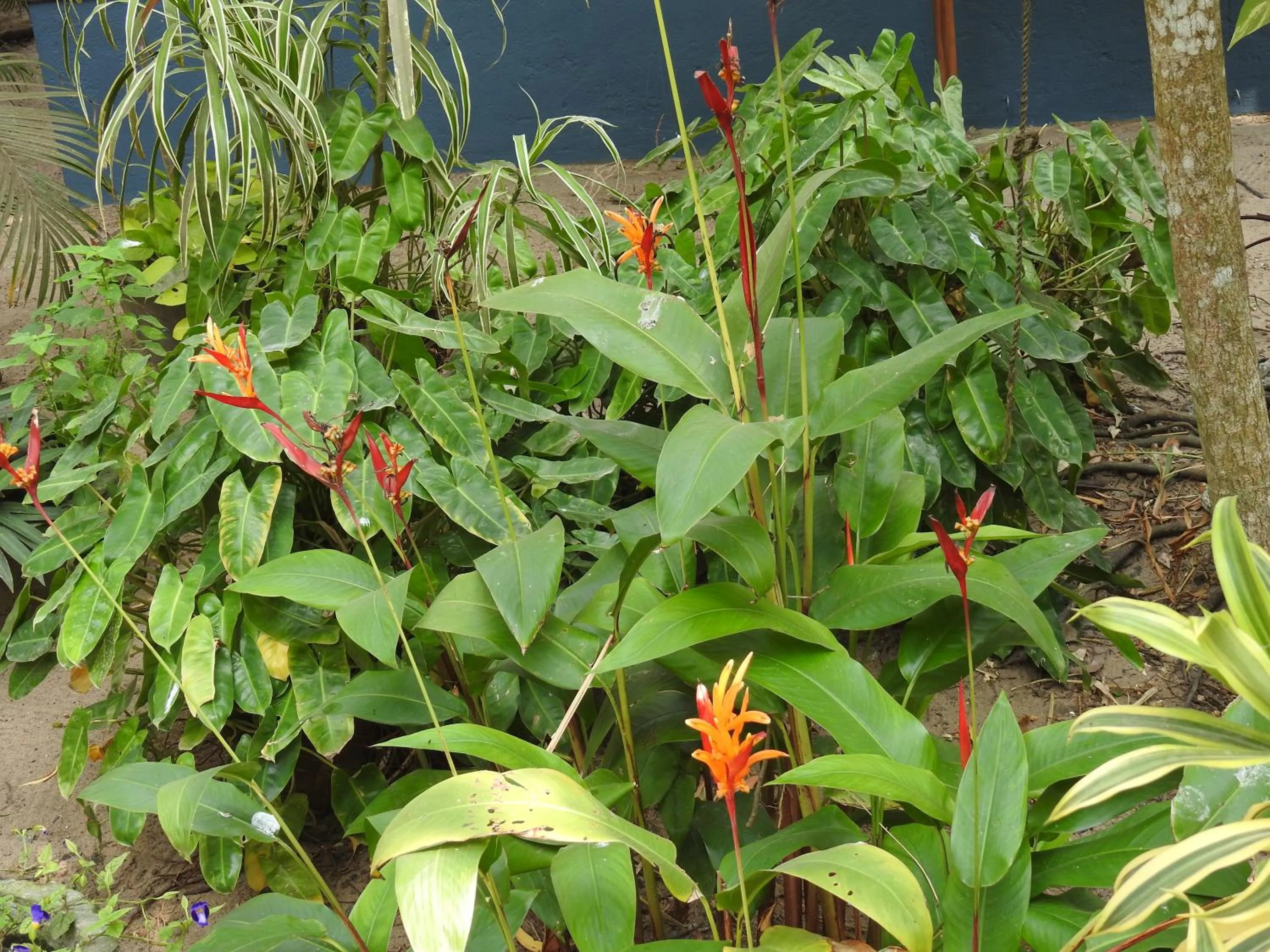 Alleppey Beach Garden