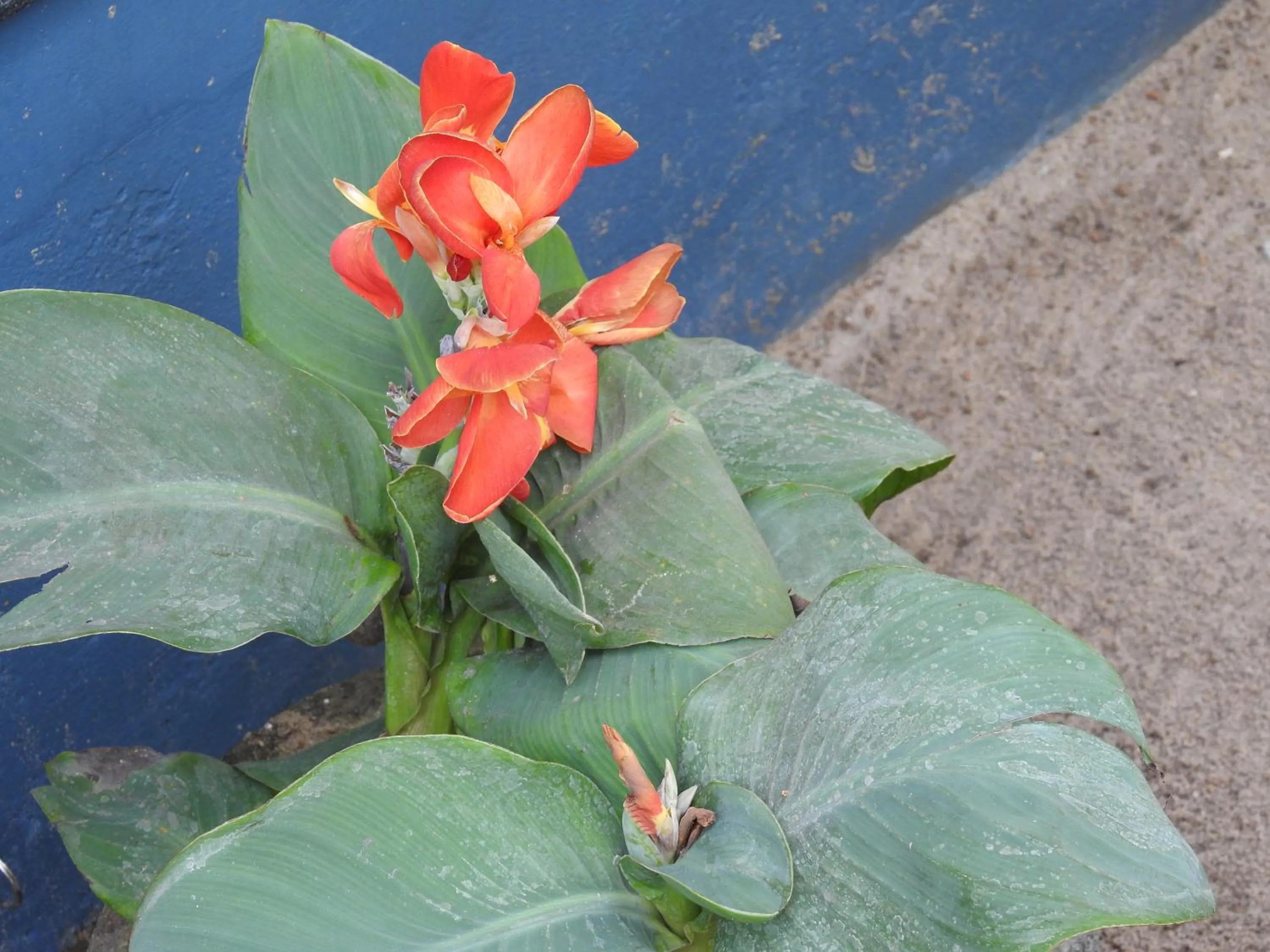 Alleppey Beach Garden
