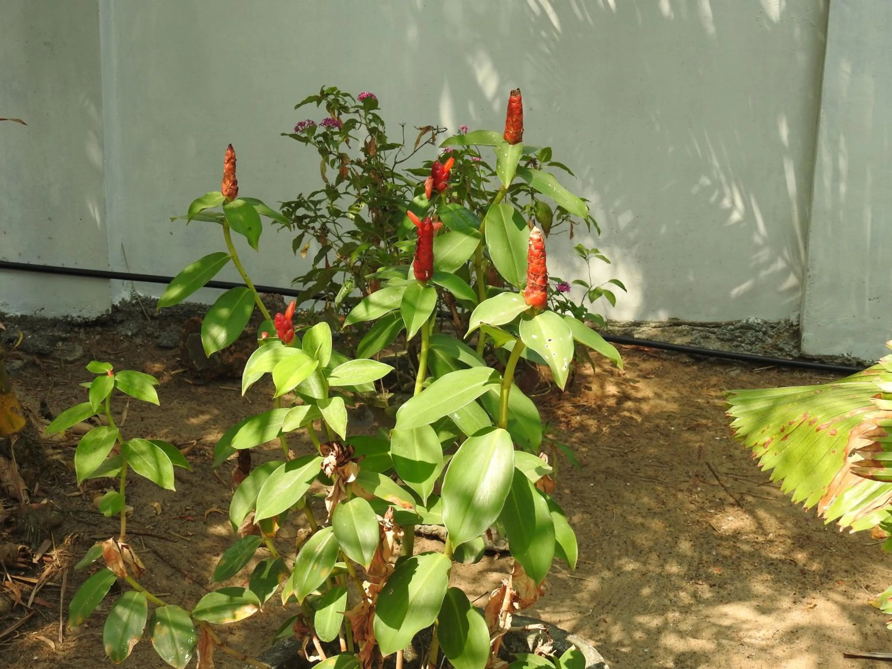 Alleppey Beach Garden