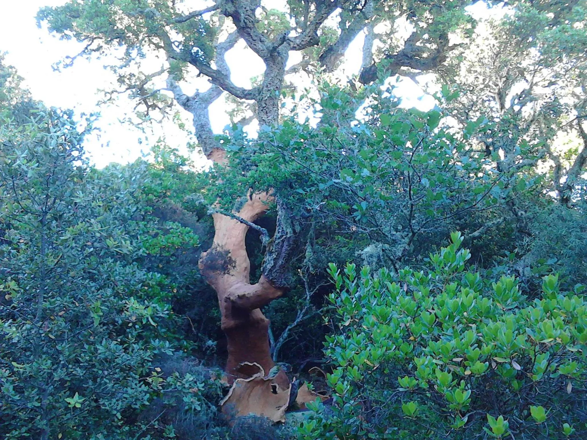 Natural landscape in B&B I Menhir