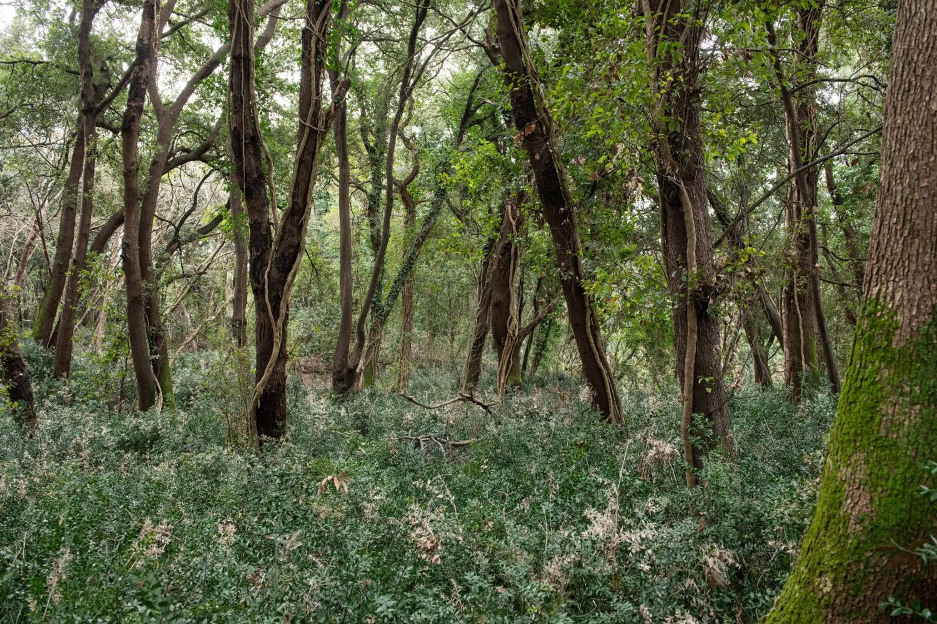 Natural landscape in Savoy Beach Hotel & Thermal Spa