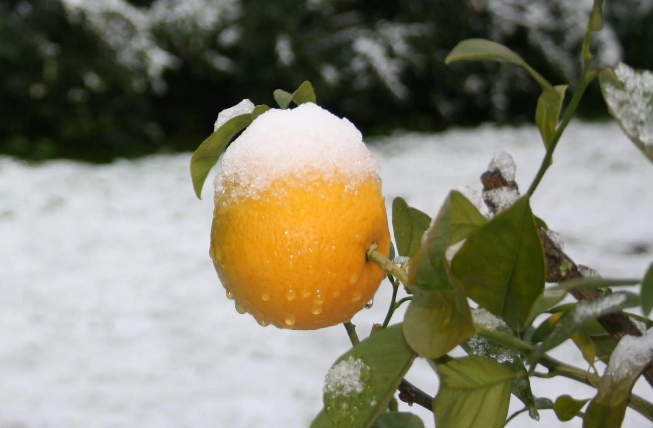 Day in Pisa Holidays