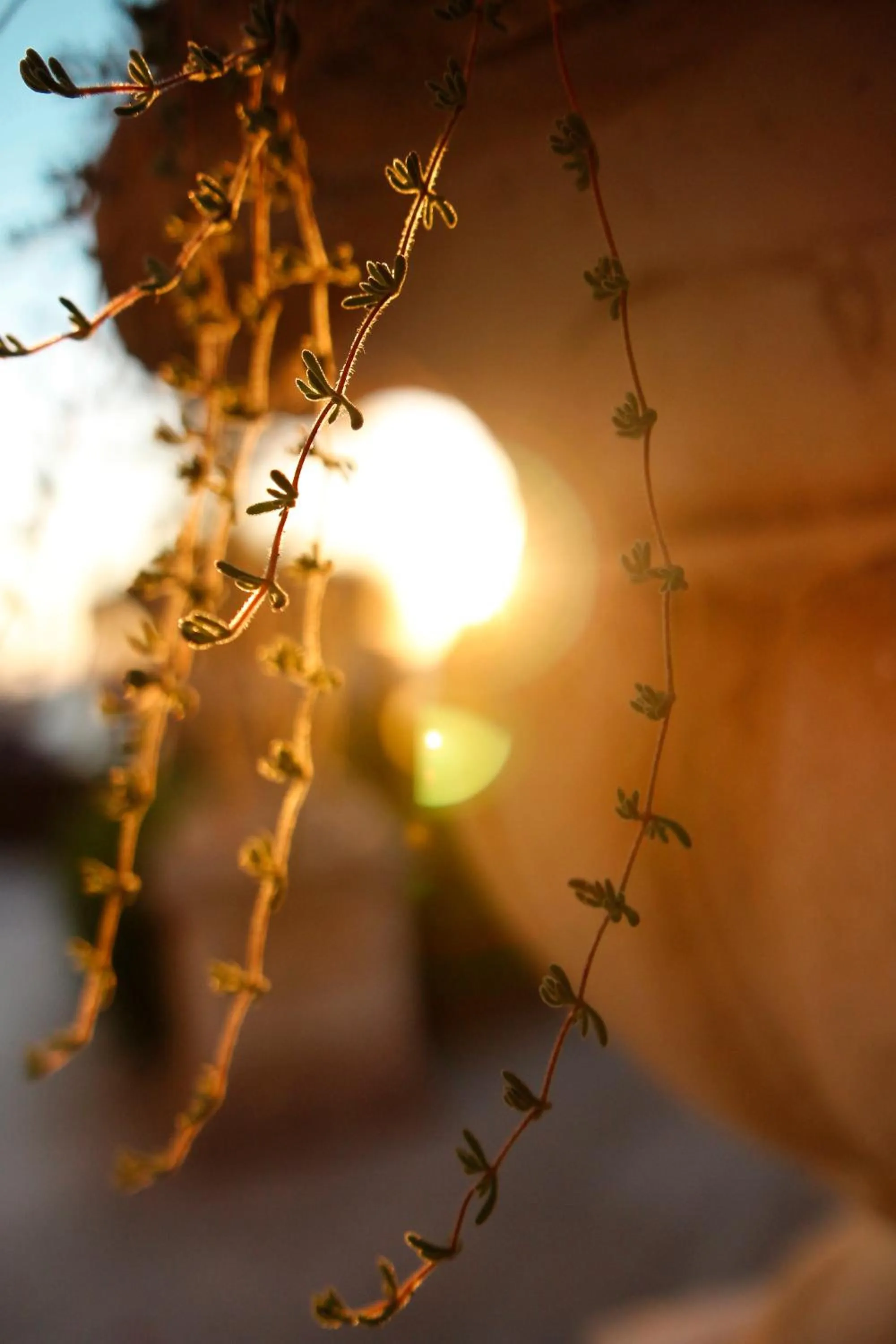 Garden in Hotel Villa Margherita