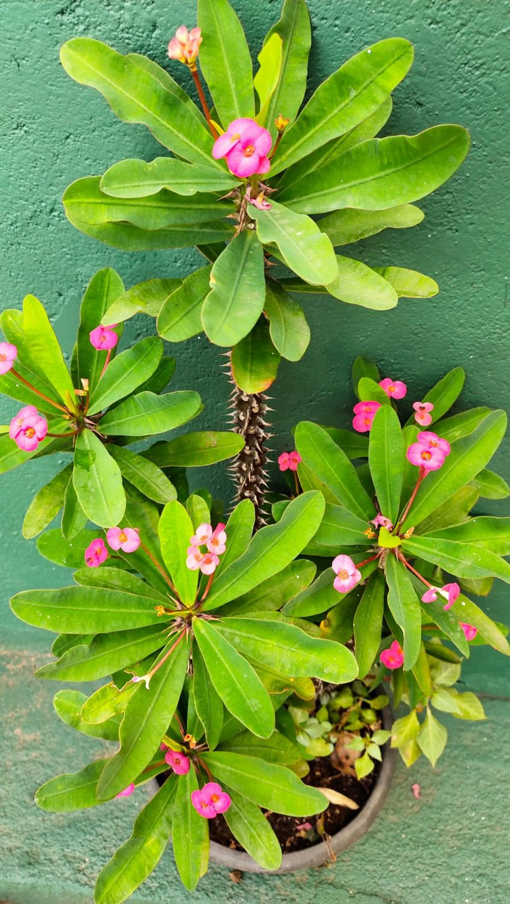 Garden in Marvel Hills Kandy