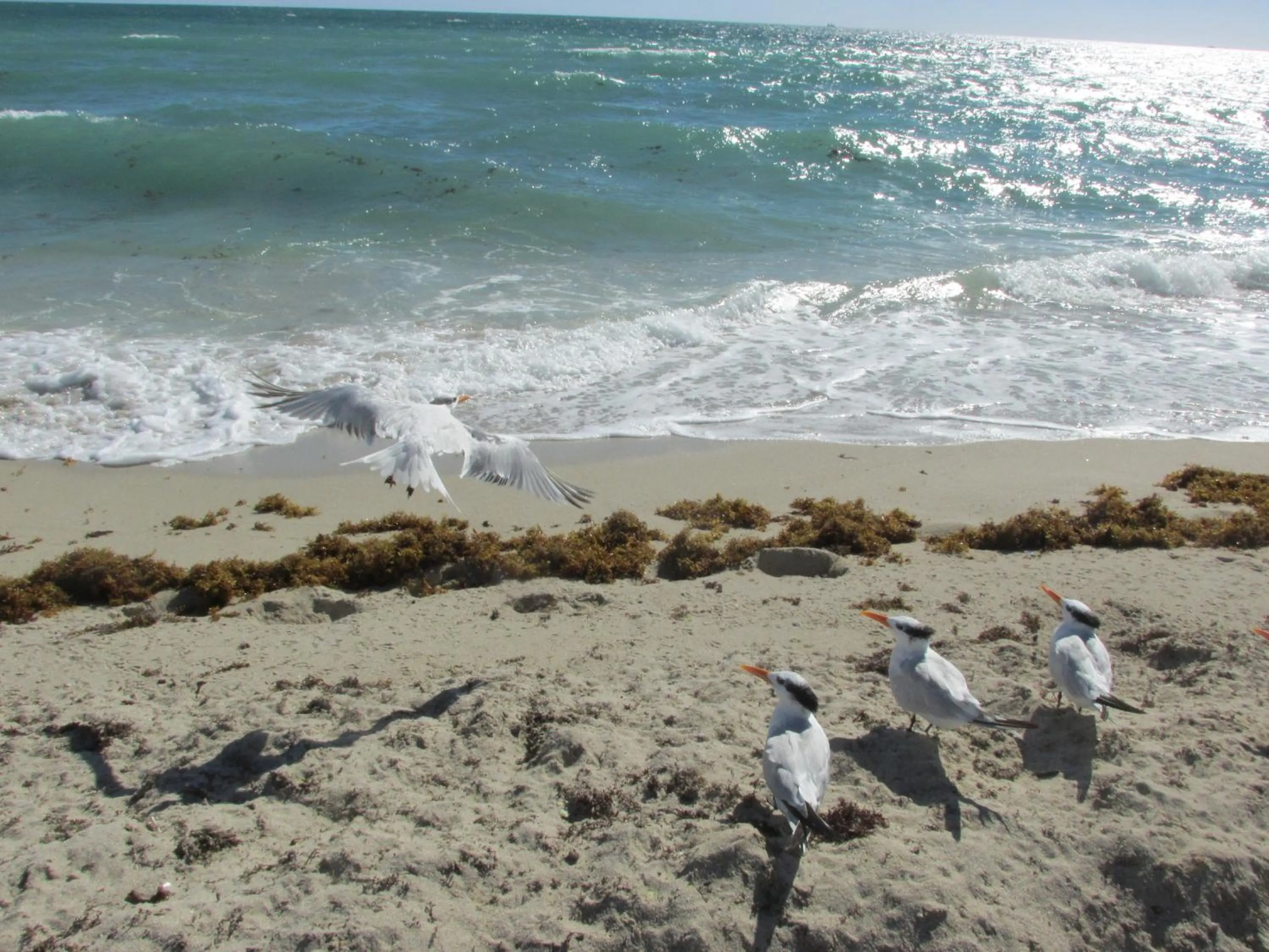 Beach in Ocean Breeze