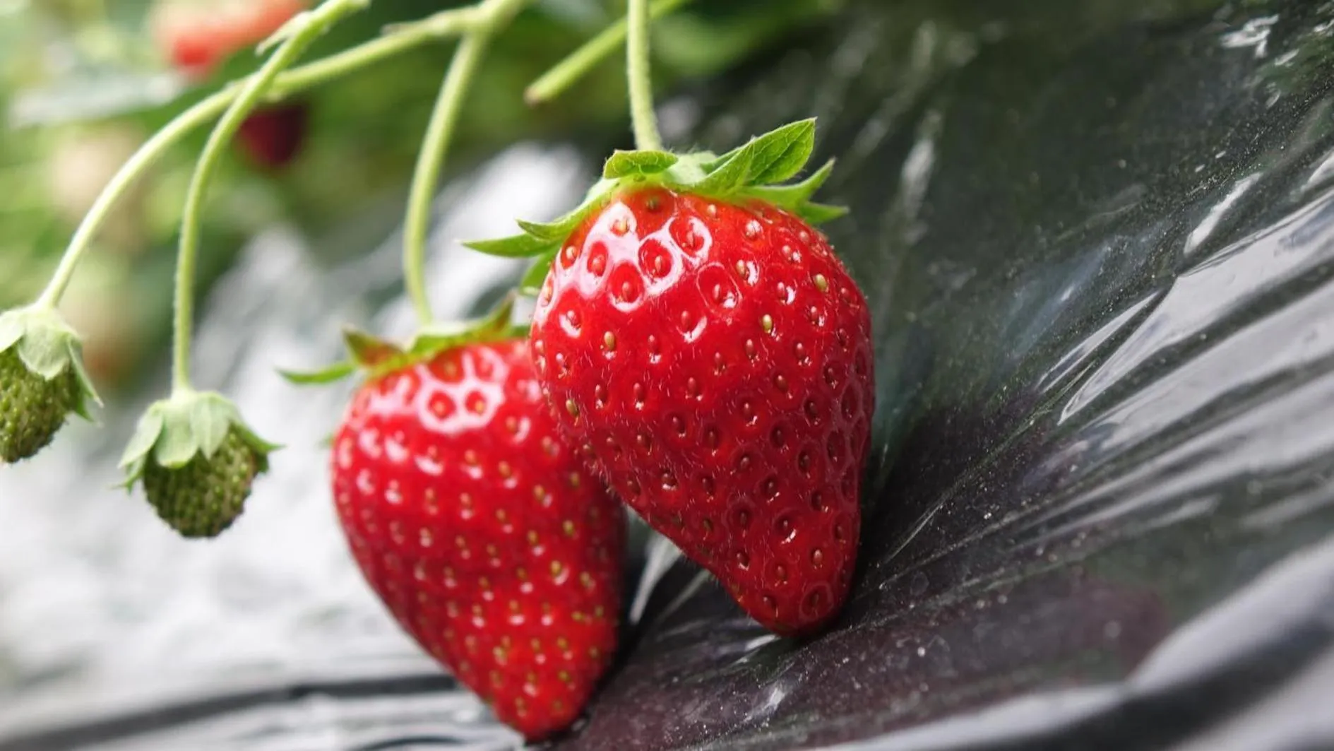 Nearby landmark in Mashikokan Satoyama Resort Hotel