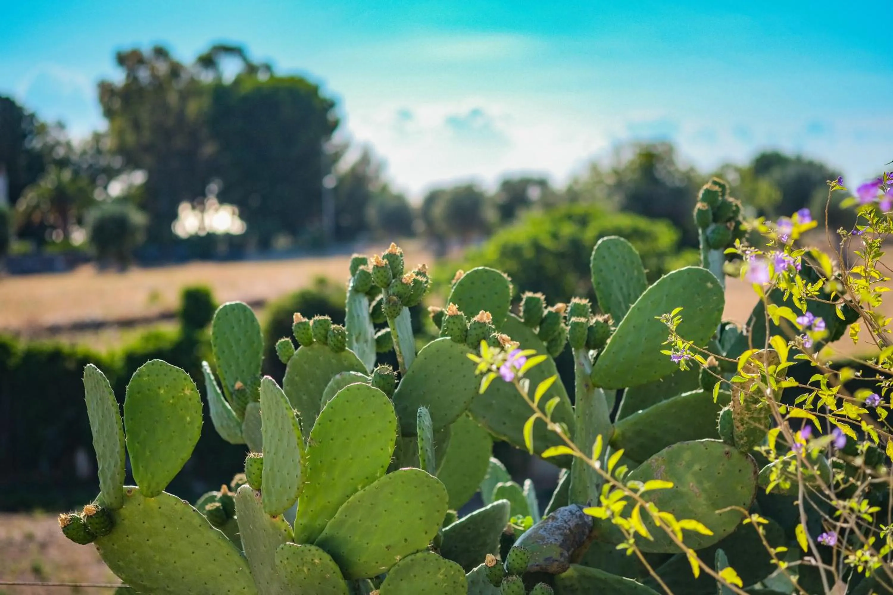 Garden in Borgobianco Resort & Spa Polignano - MGallery Collection