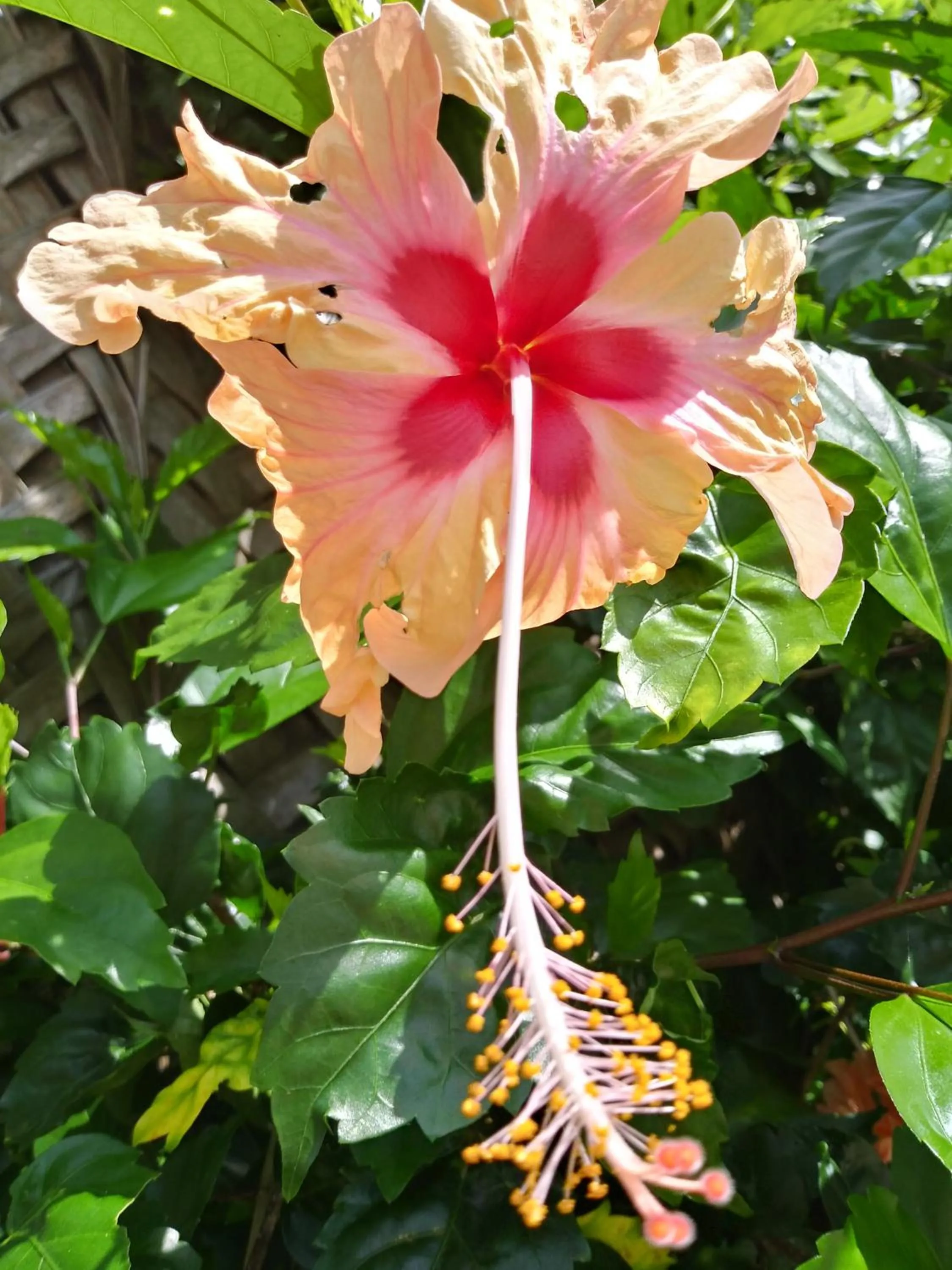 Garden in Marafiki Bungalows