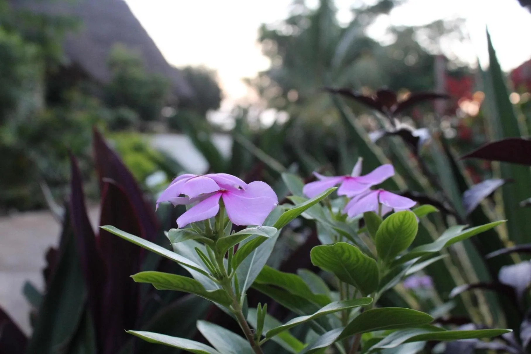 Garden in Marafiki Bungalows