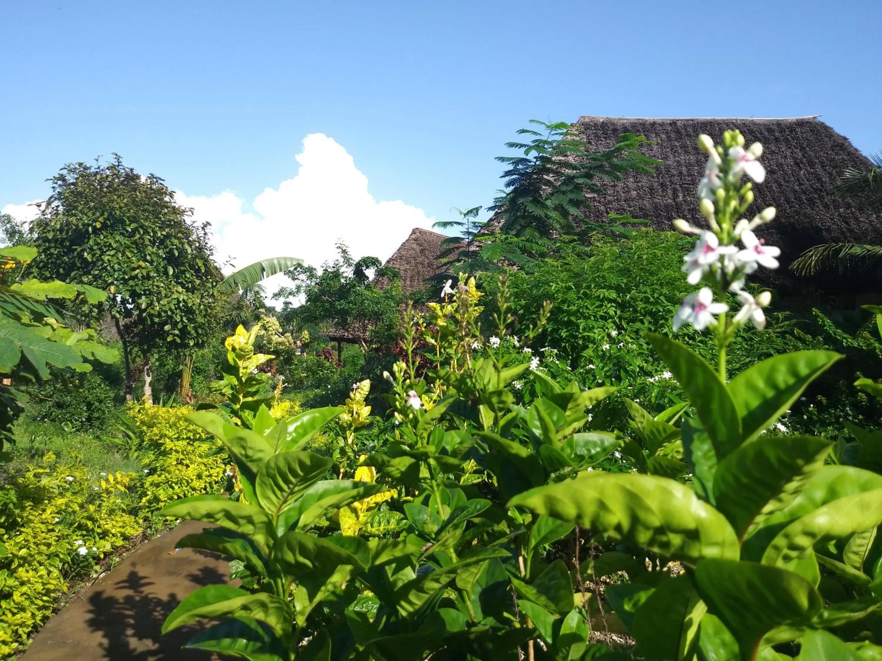 Garden view in Marafiki Bungalows