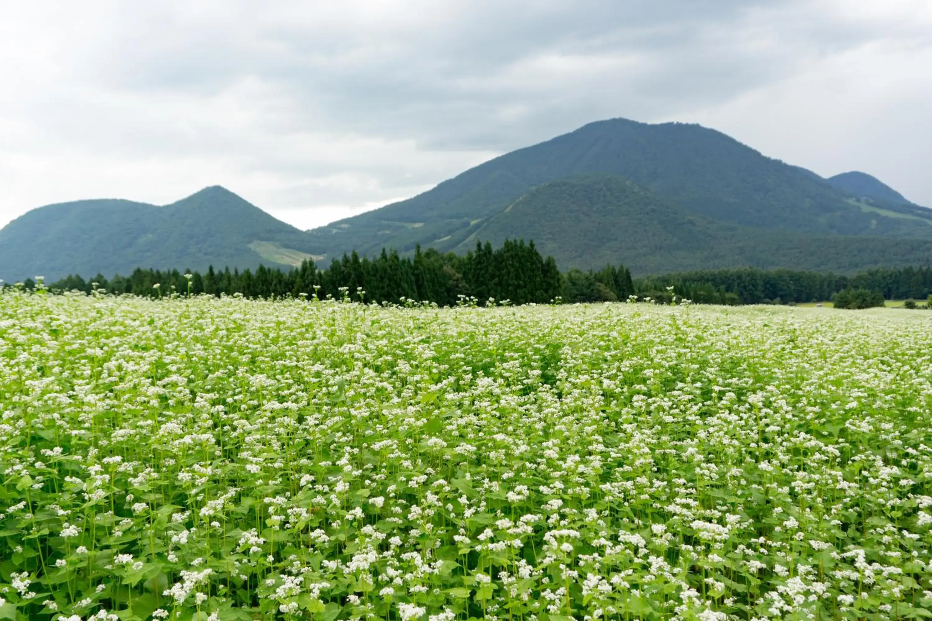 Natural Landscape in AIBIYA