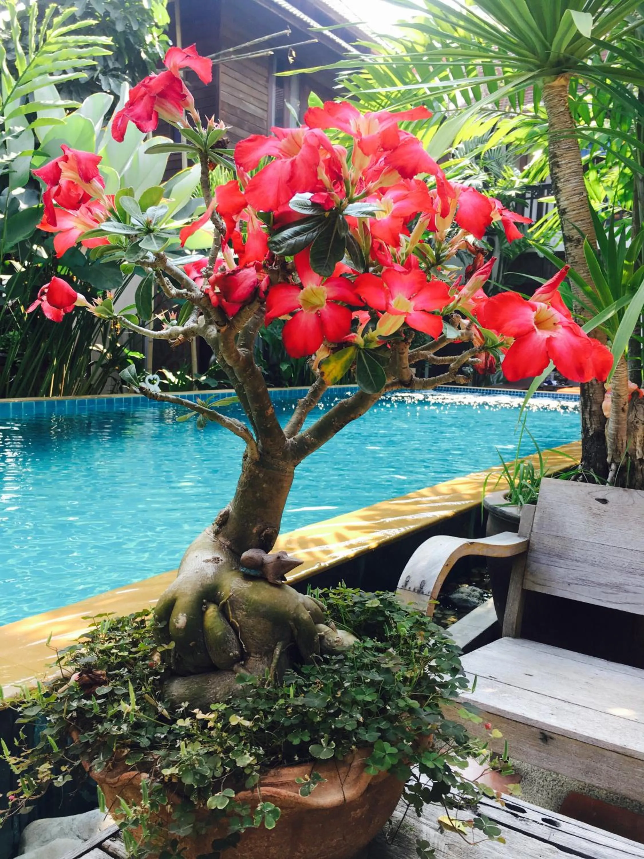 Swimming pool in Hongkhao Village